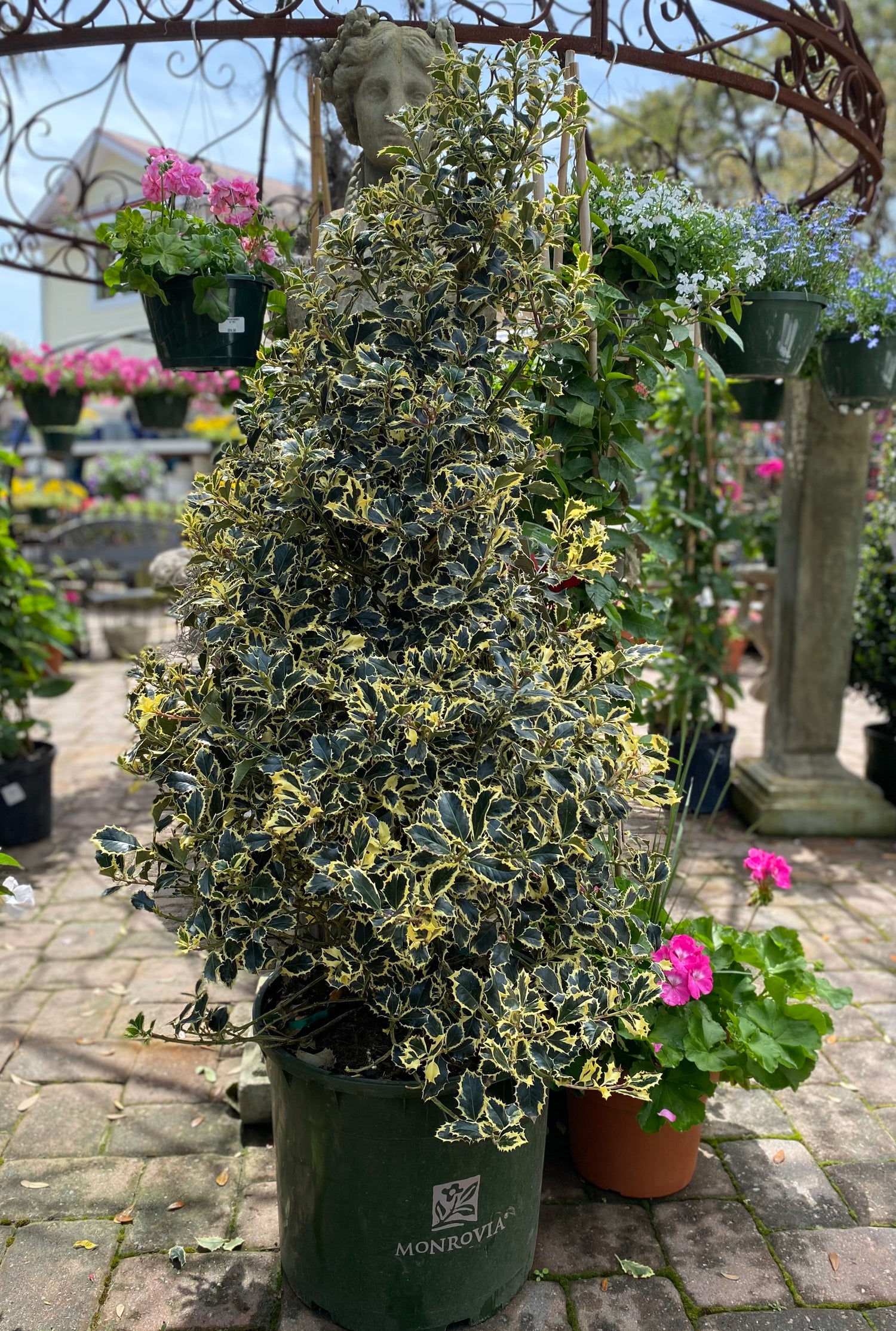 Variegated English Holly