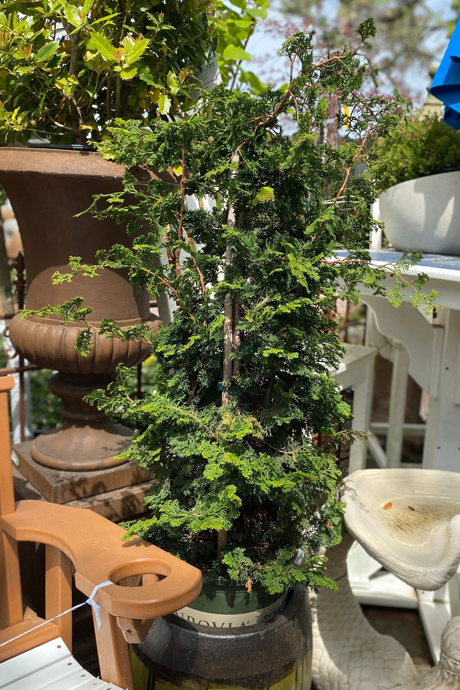 Slender Hinoki False Cypress