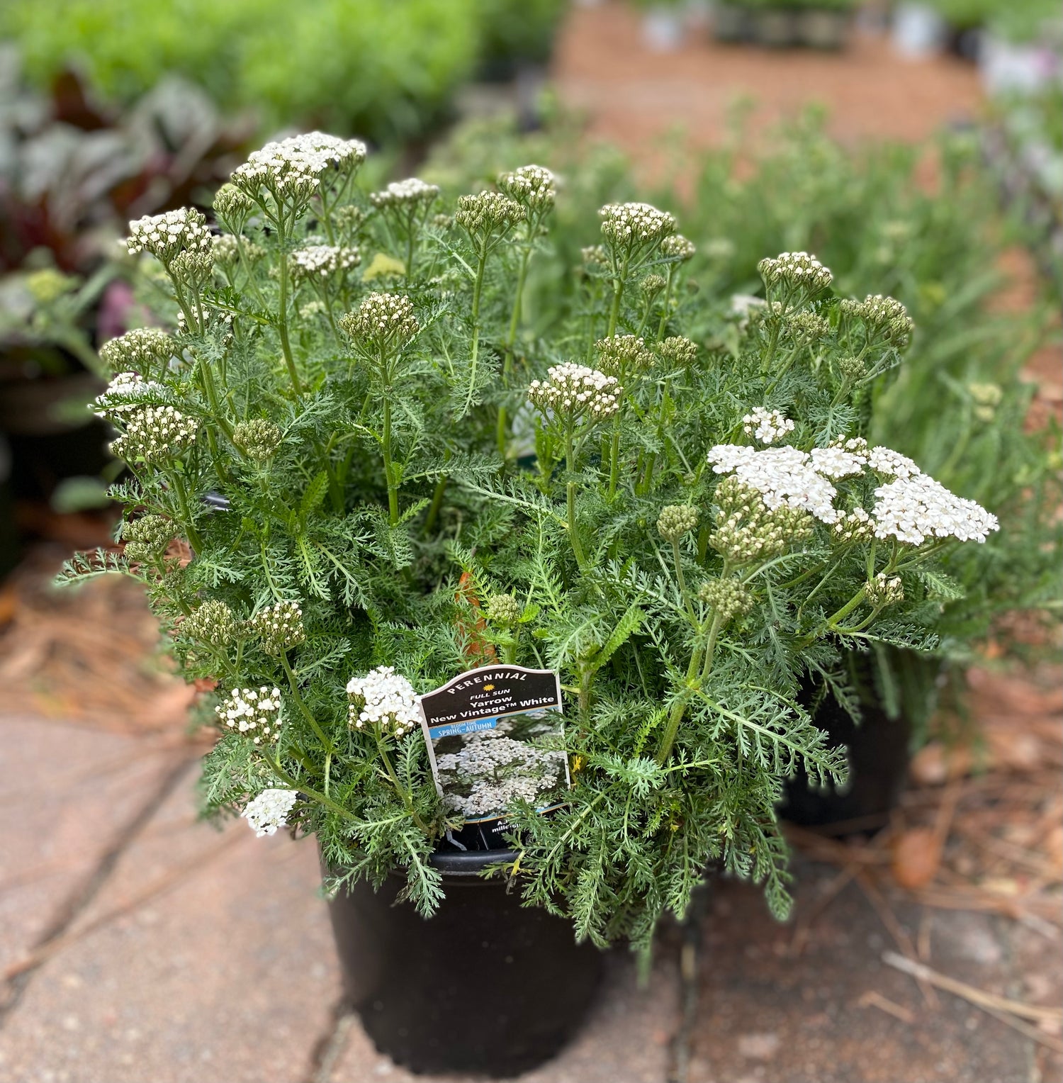 Yarrow New Vintage - White