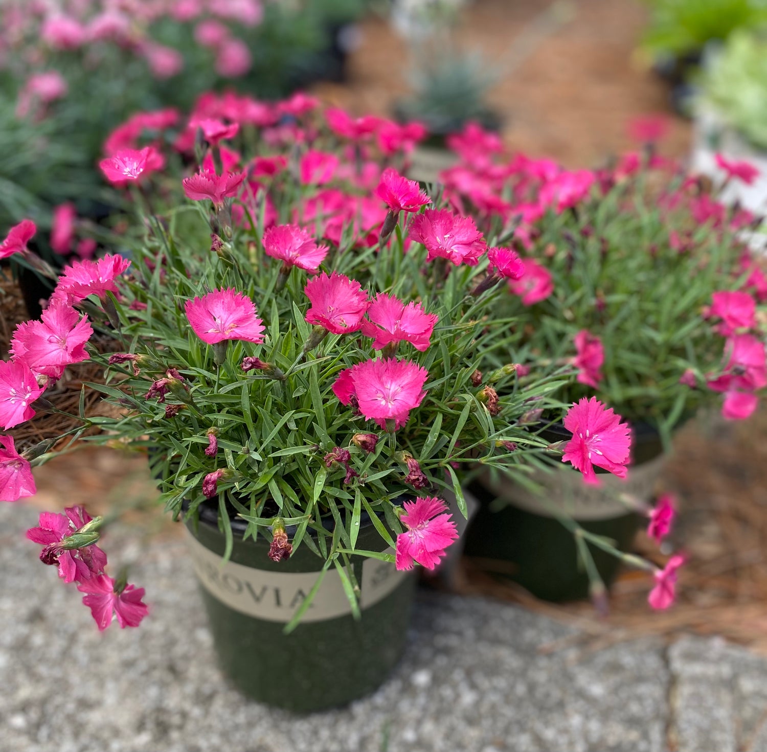 Vivid Bright Light Dianthus