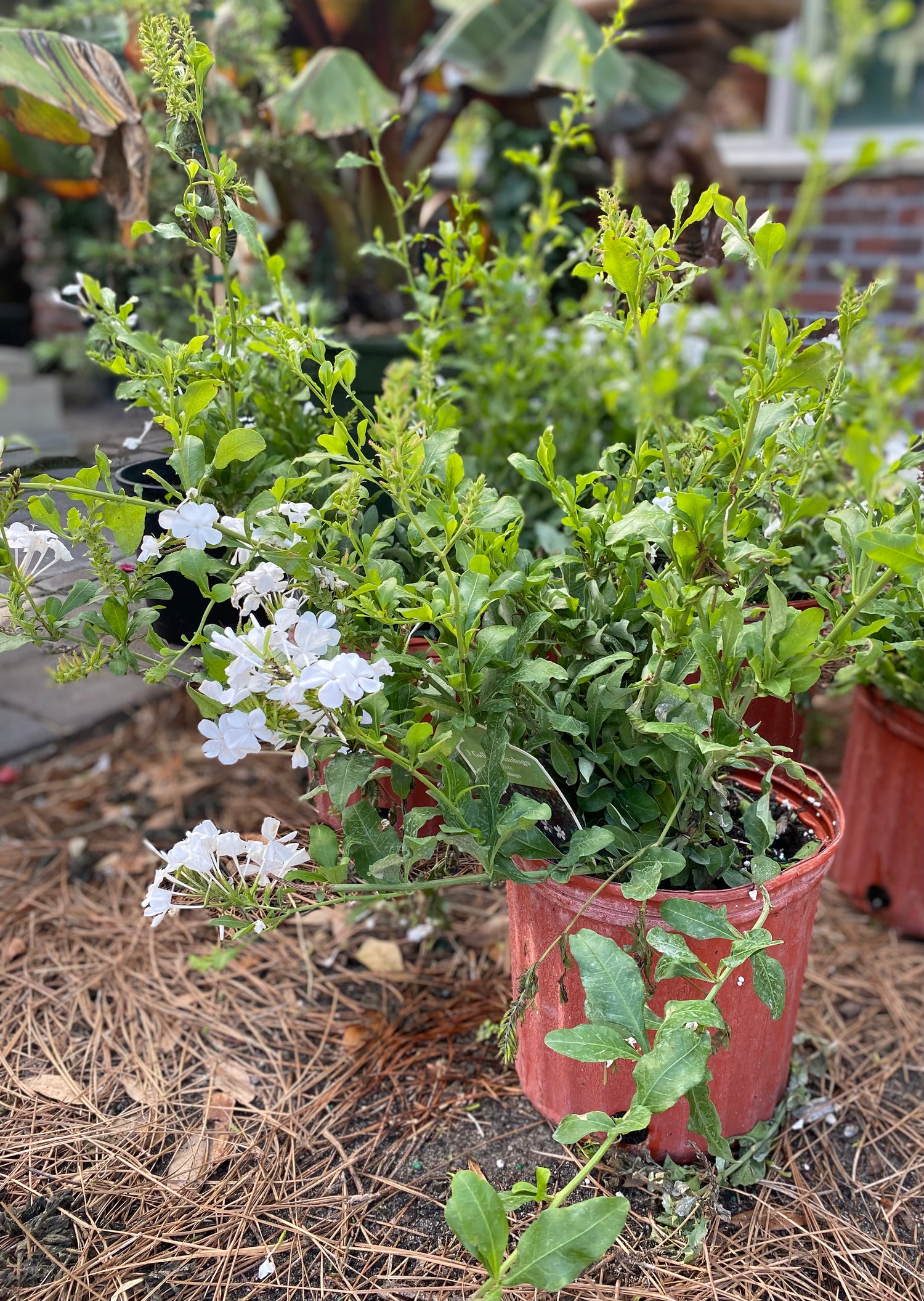 White Plumbago