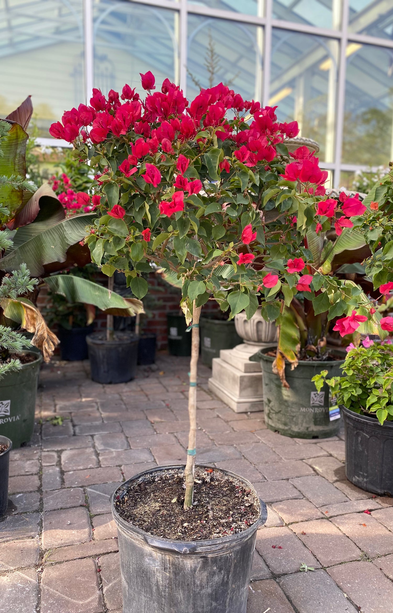 Bougainvillea Topiaries (Mixed Colors)