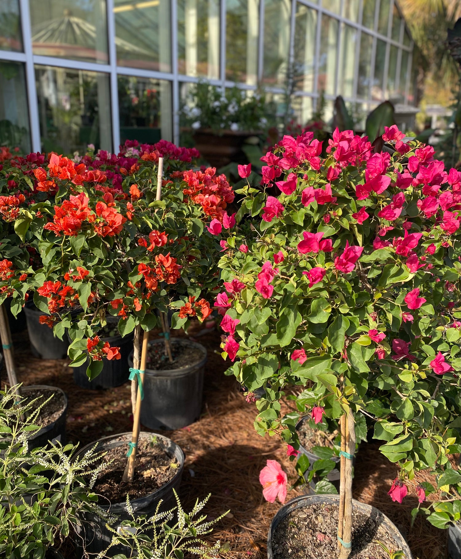 Bougainvillea Topiaries (Mixed Colors)
