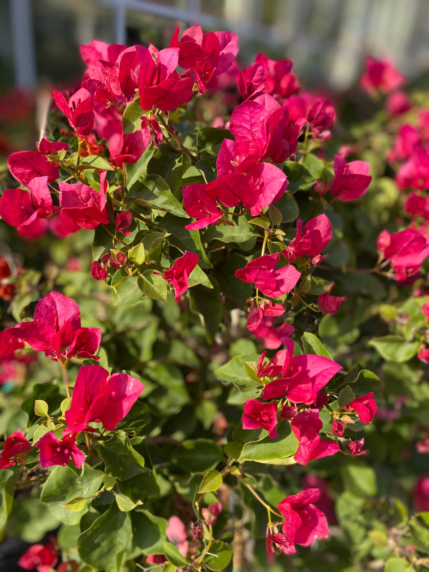Bougainvillea Topiaries (Mixed Colors)