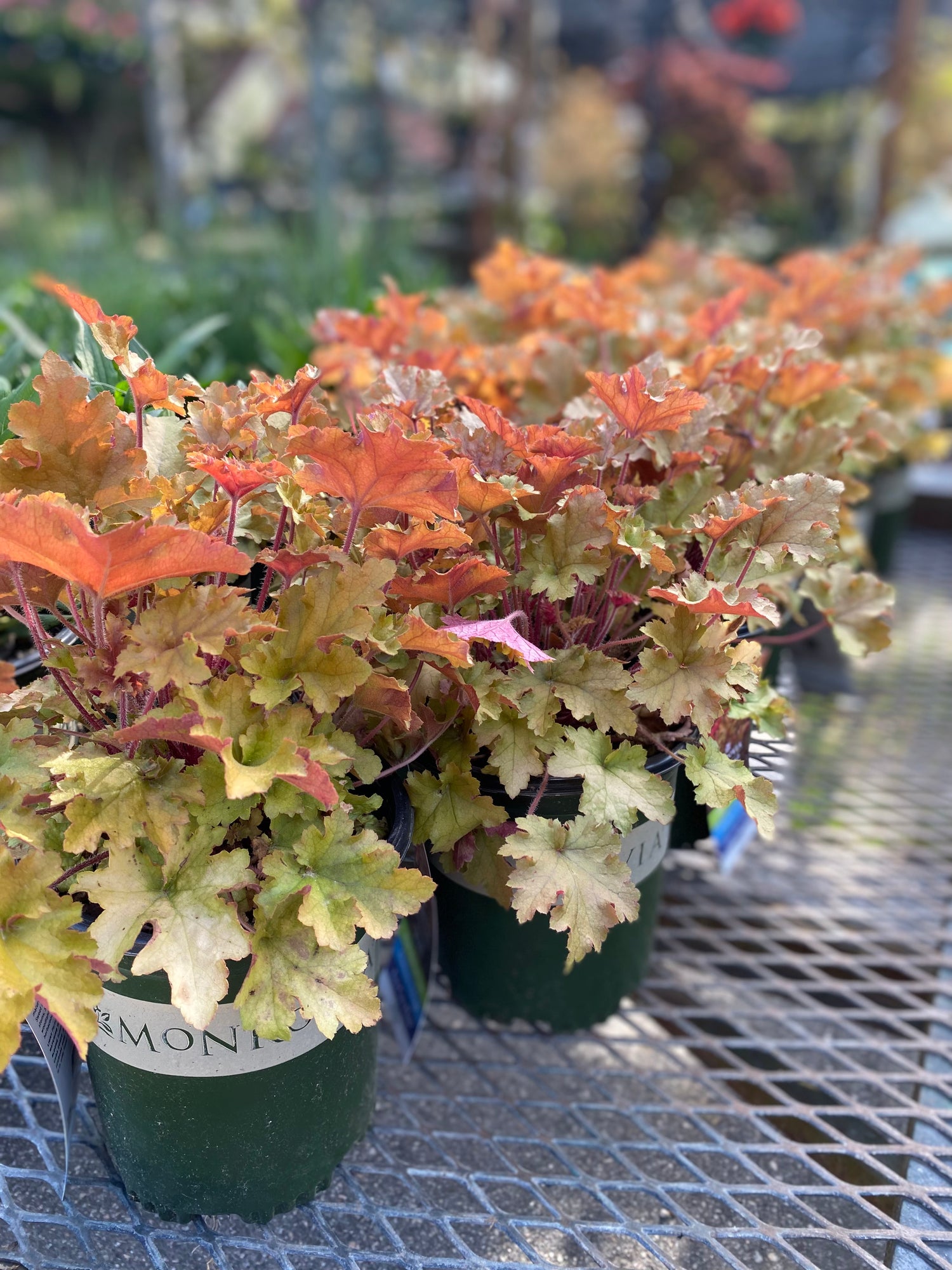 Marmalade Heuchera