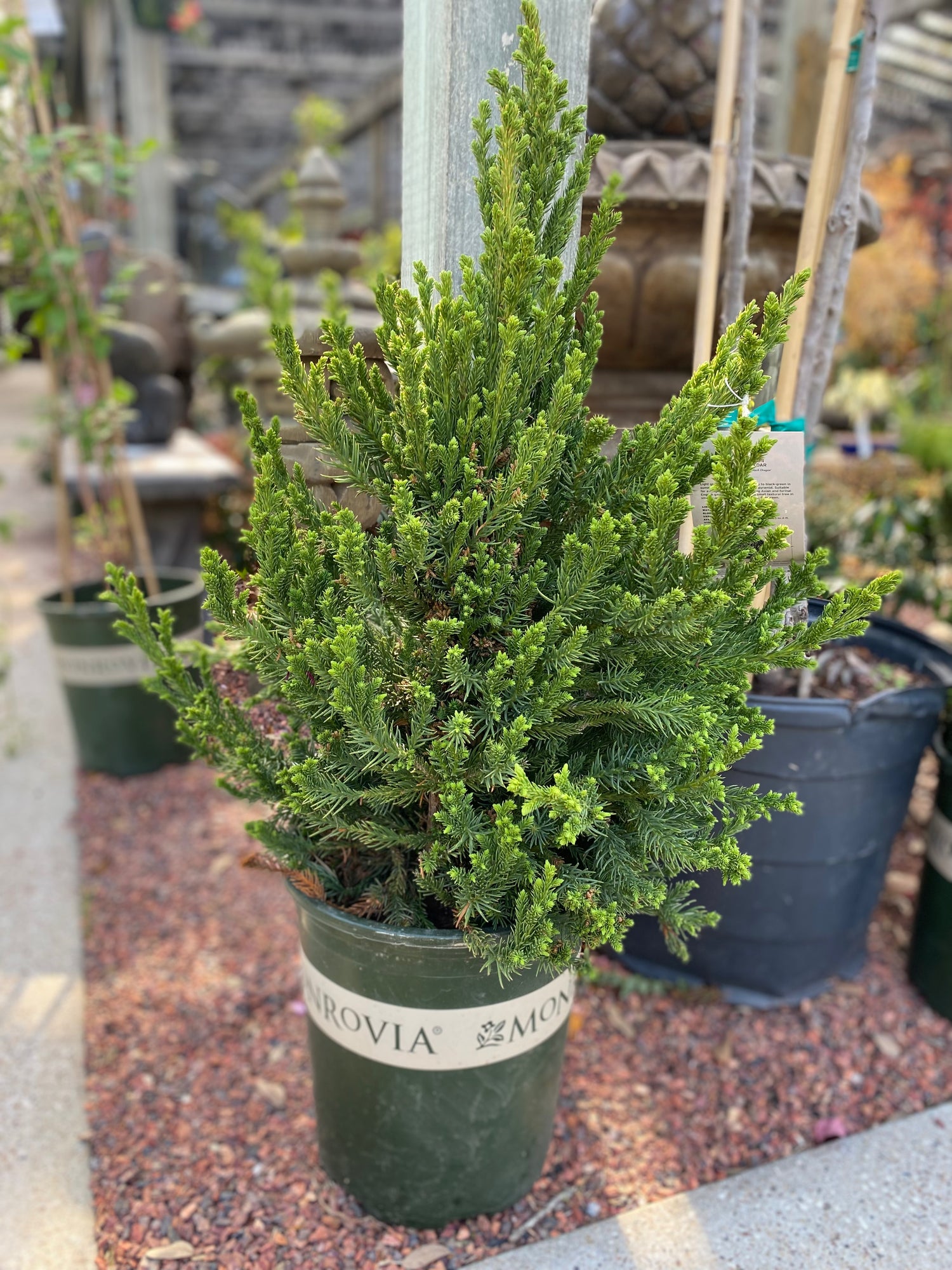 Black Dragon Japanese Cedar