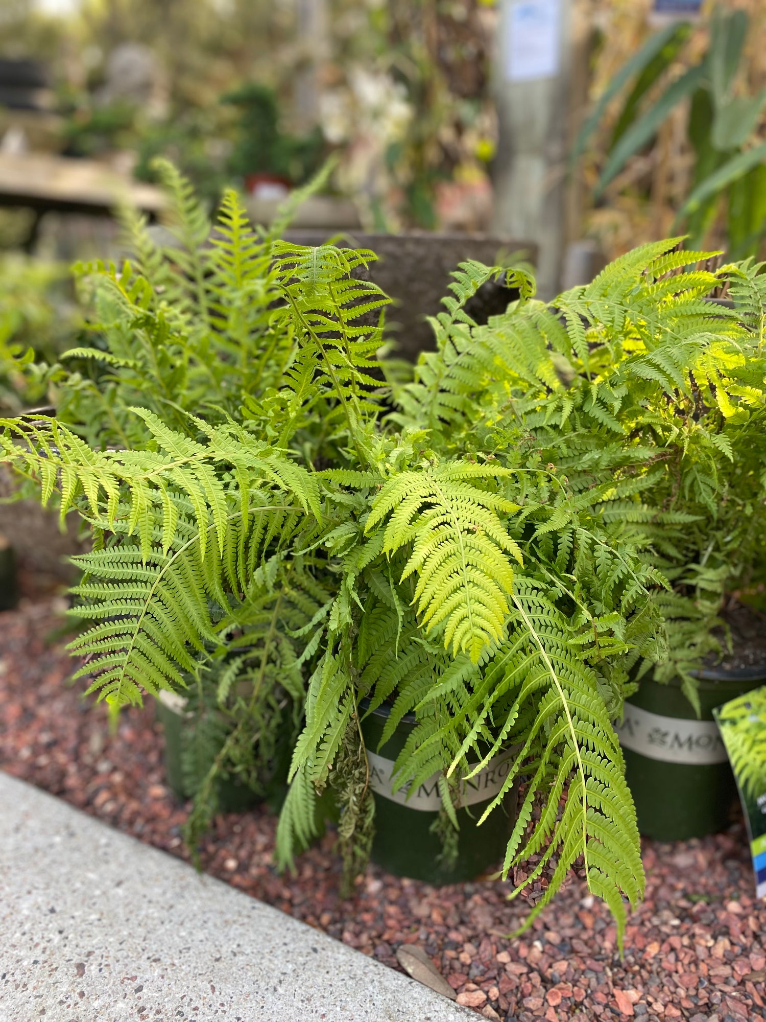 European Ostrich Fern