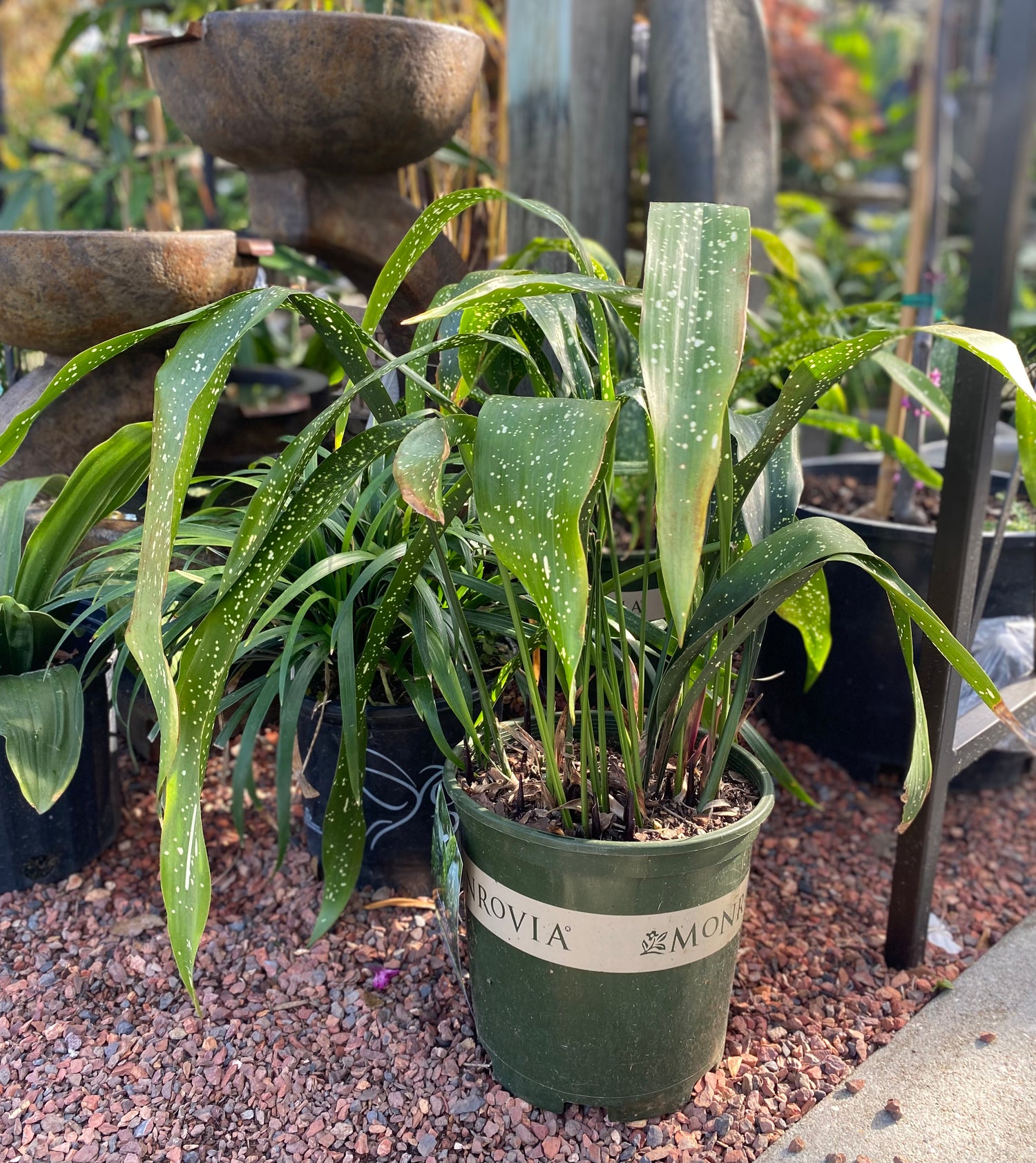 Spek-tacular Cast Iron Plant