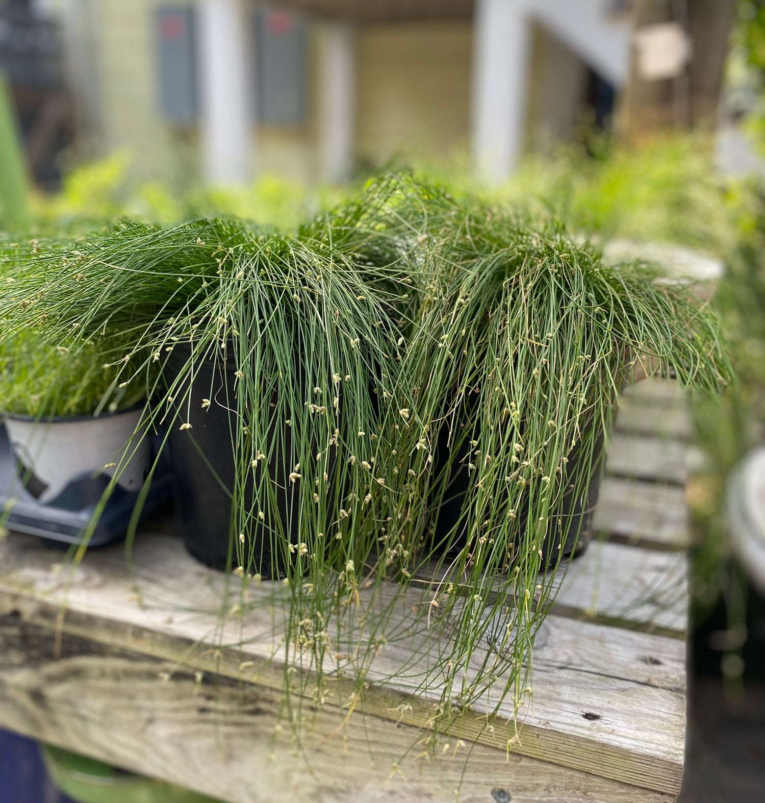 Fiber Optic Grass (Isolepsis Cernua)