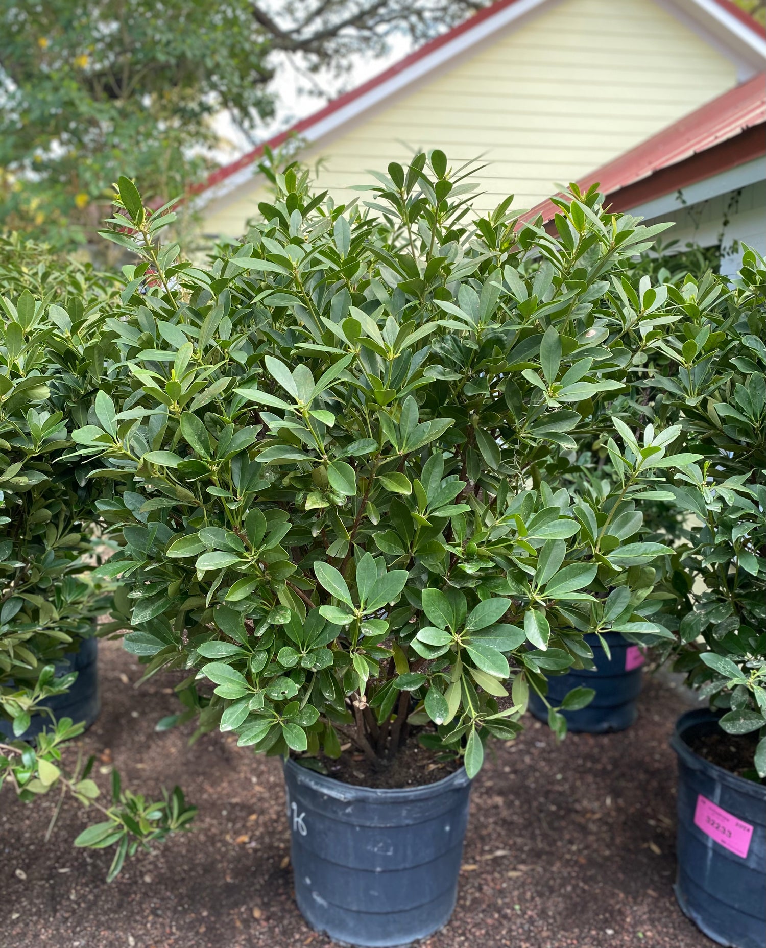 Ocala Anise