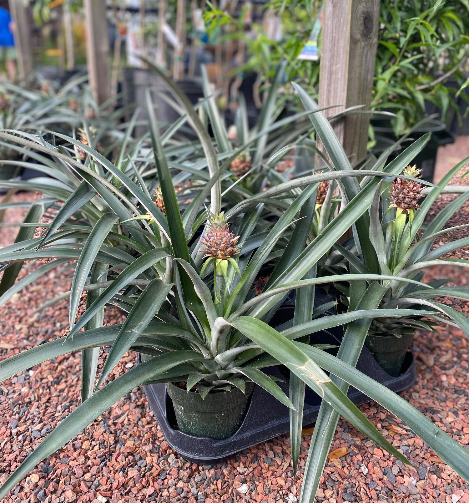 Pineapple Plant