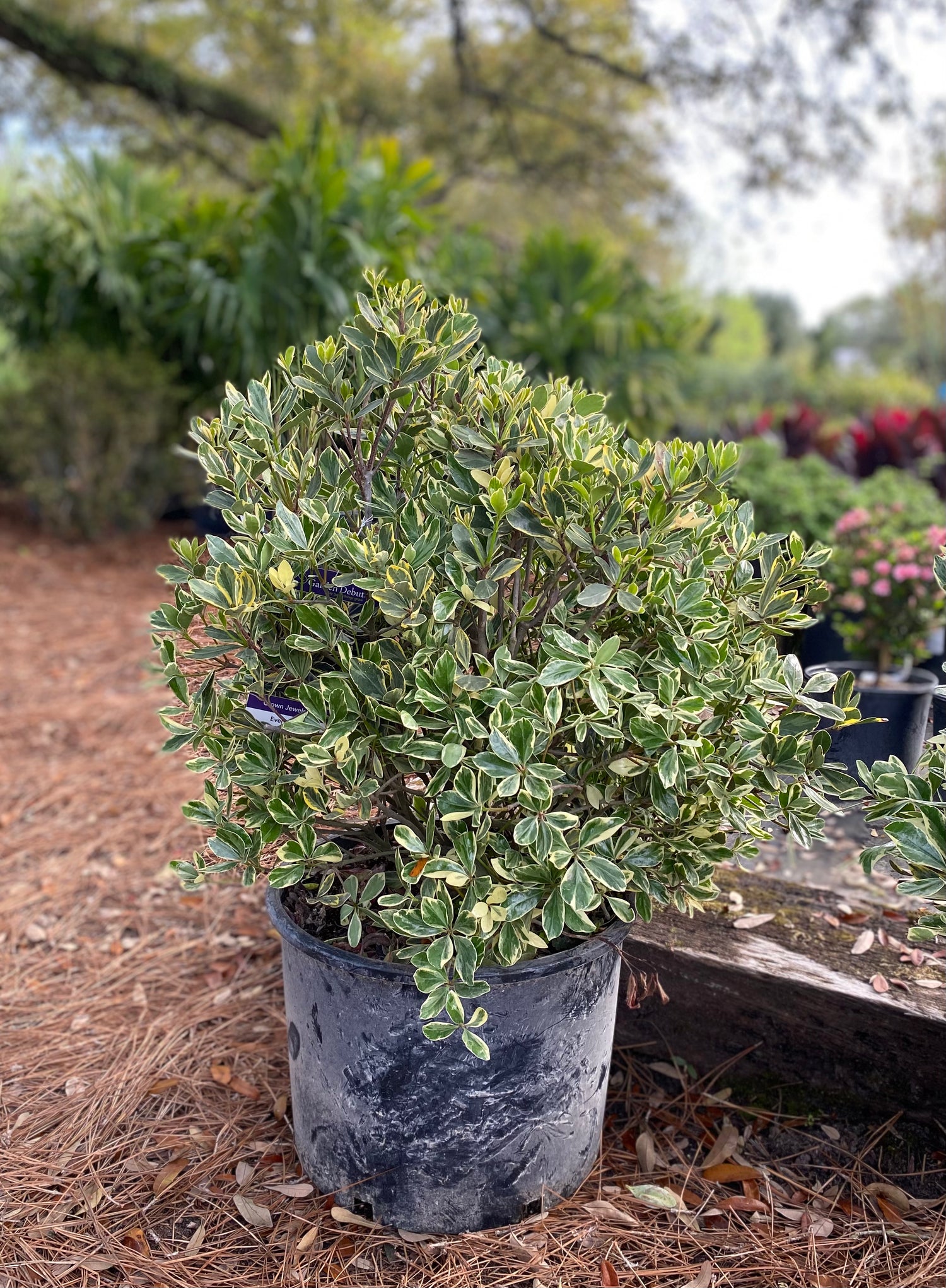Crown Jewels Cleyera - Evergreen Shrub