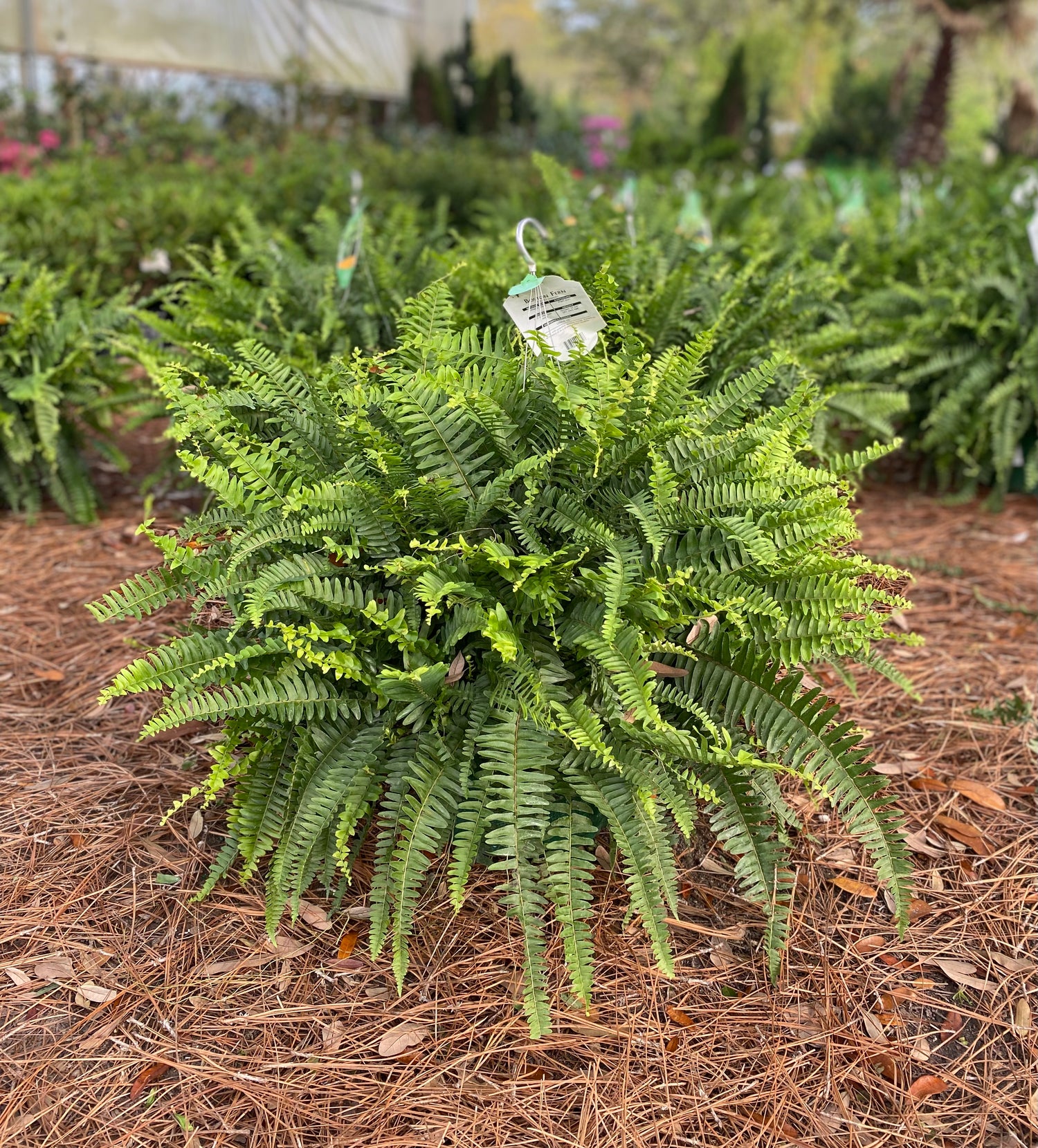 Boston Fern 12" Hanging Basket