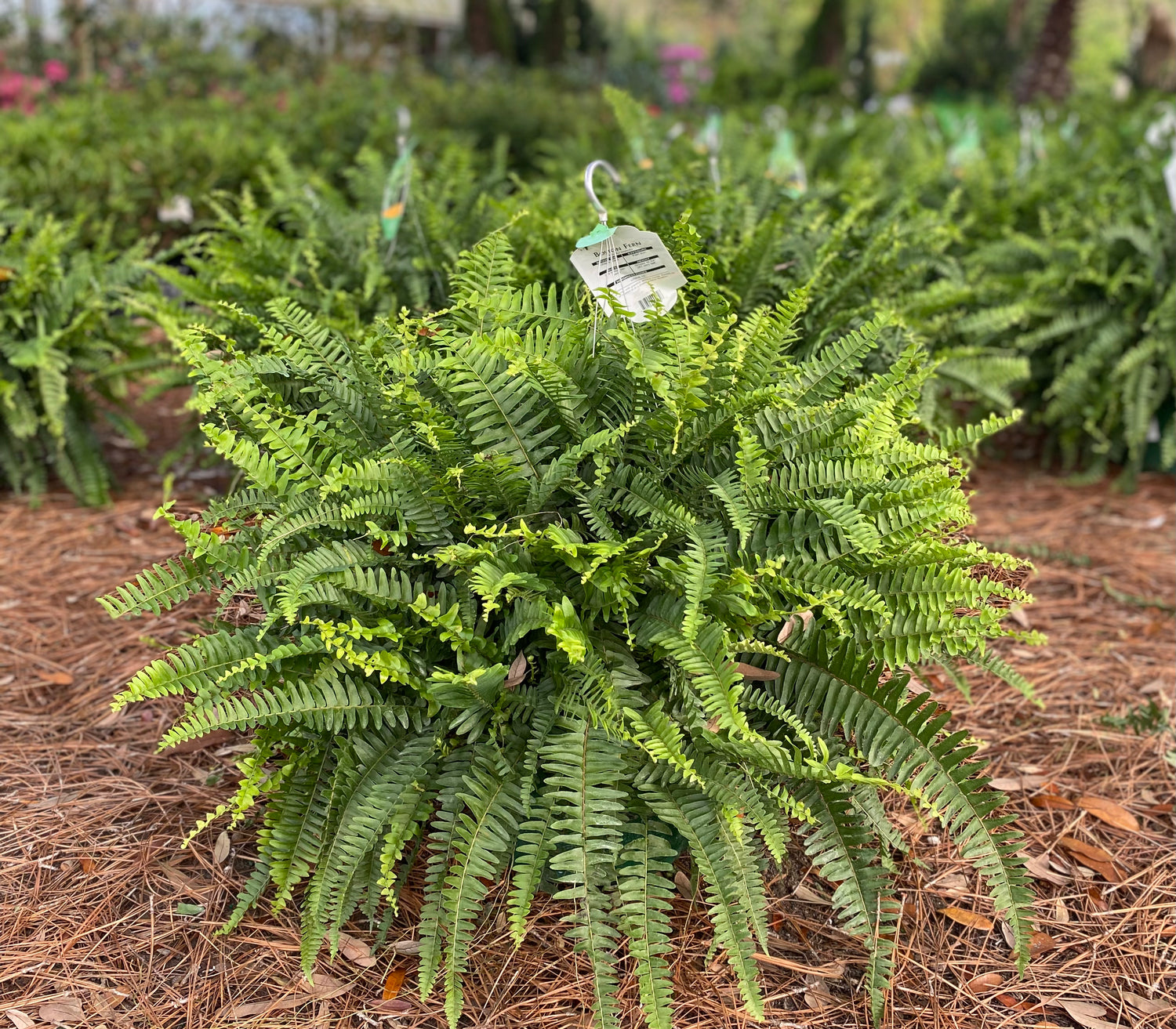 Boston Fern Favorites