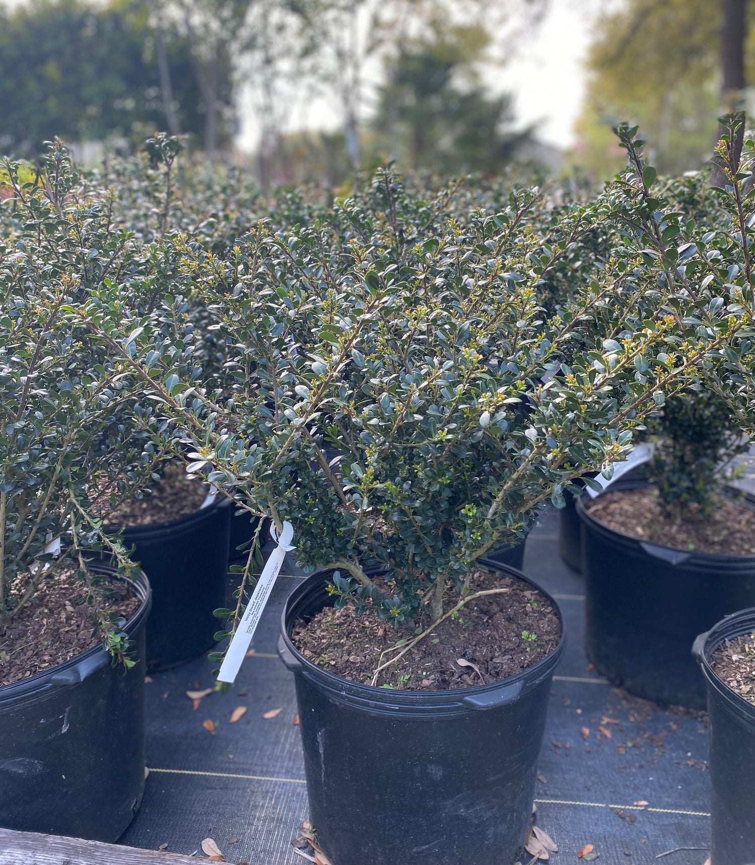 Holly Dwarf Japanese