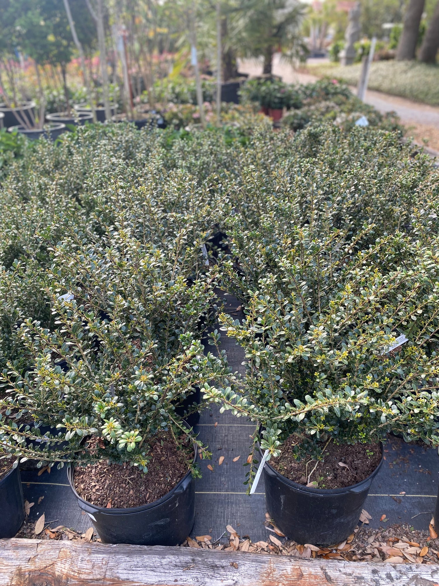 Holly Dwarf Japanese