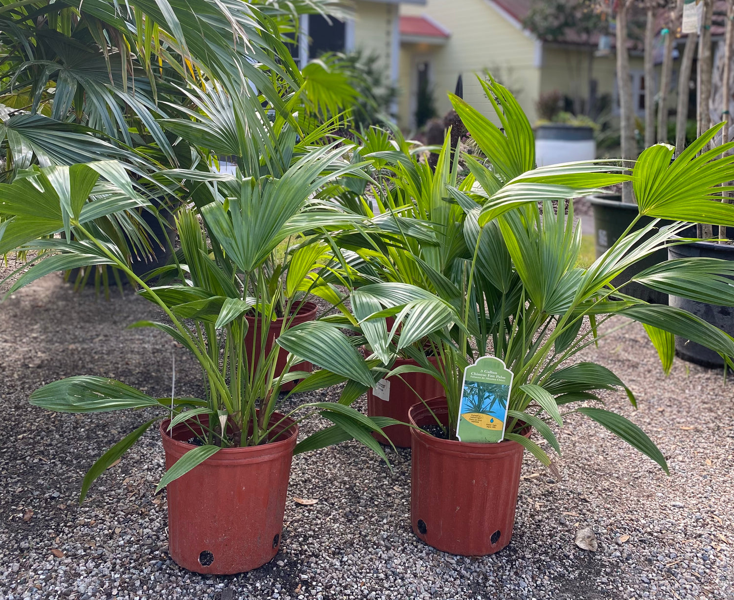 Chinese Fan Palm