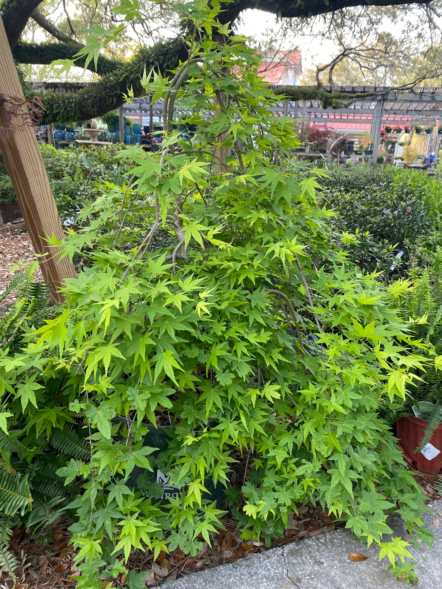 Ryusen Weeping Japanese Maple