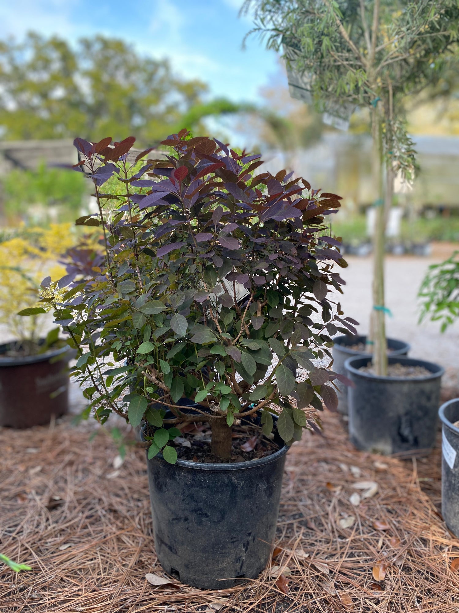 Royal Purple Smoketree - Bush