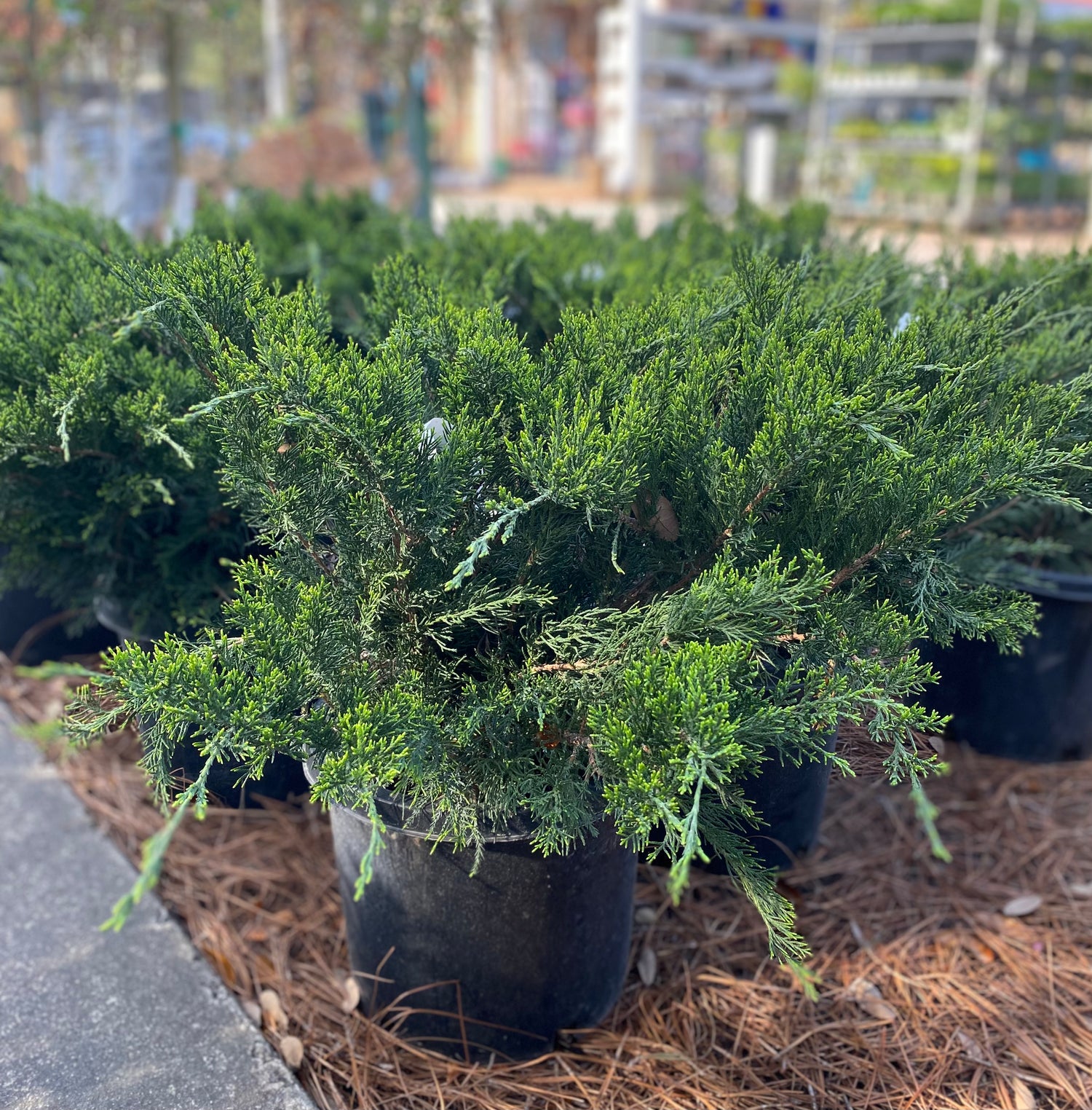 Chinese Juniper 'Sea Green'