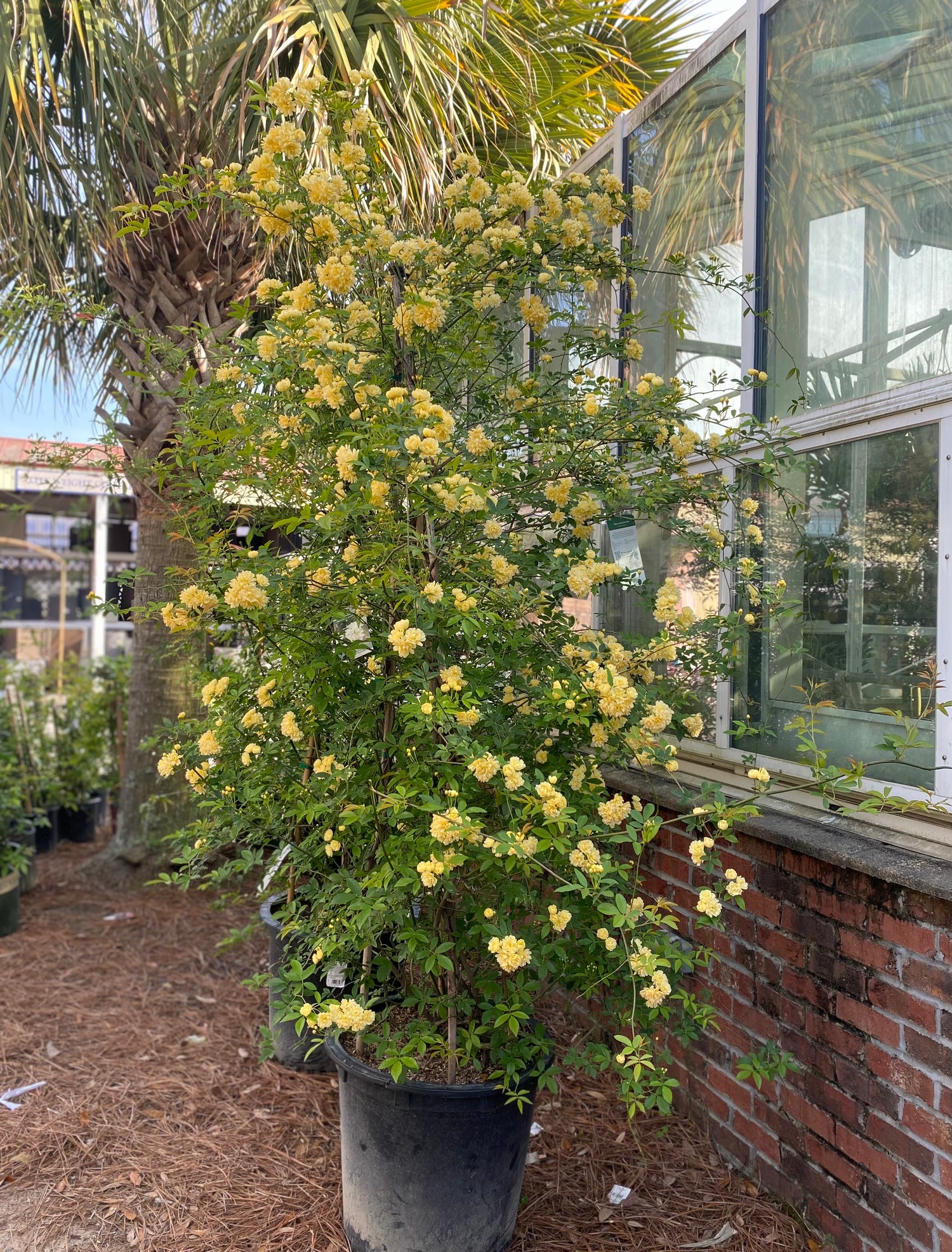 Lady Banks Yellow Climbing Rose