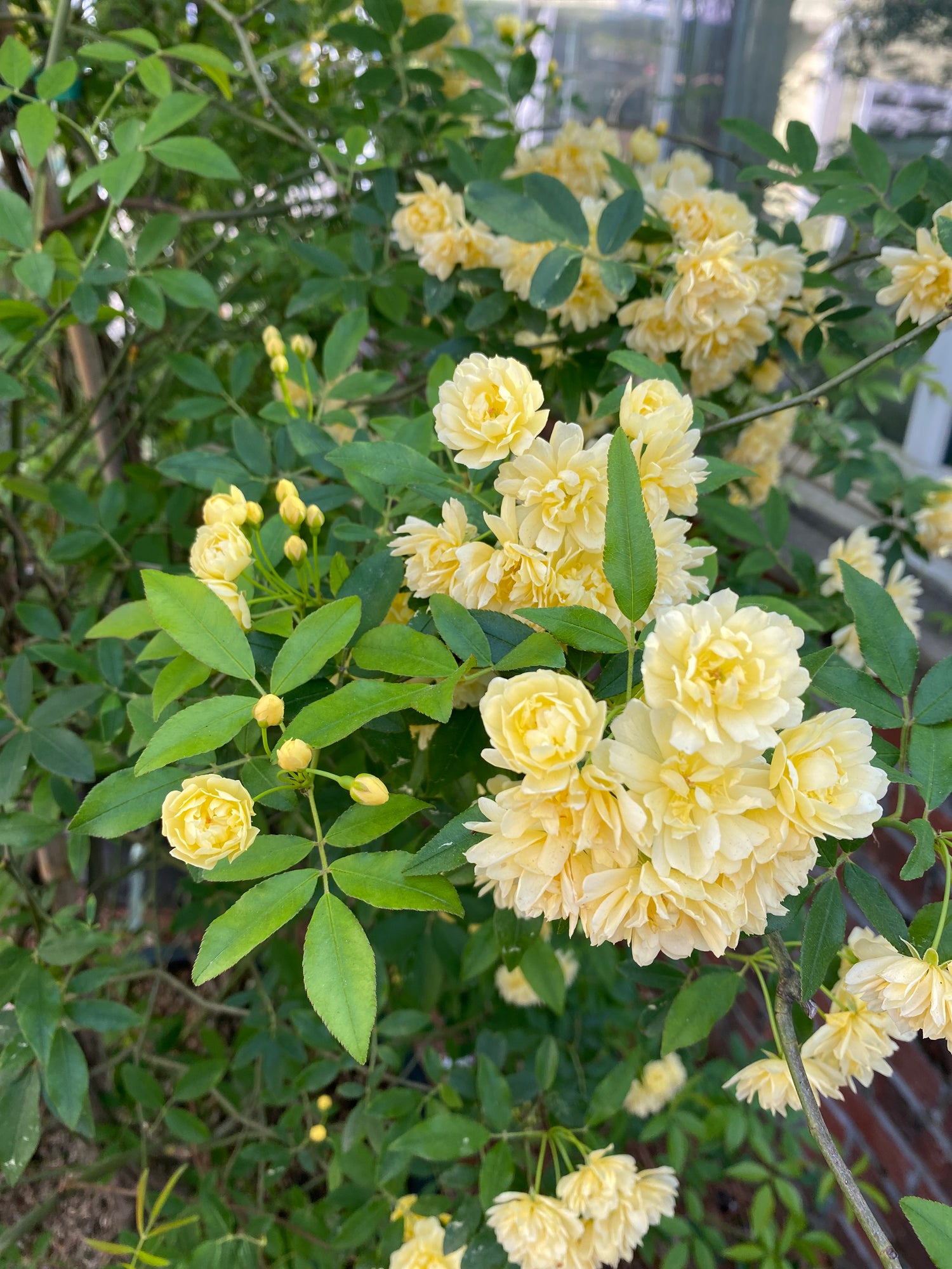 Lady Banks Yellow Climbing Rose