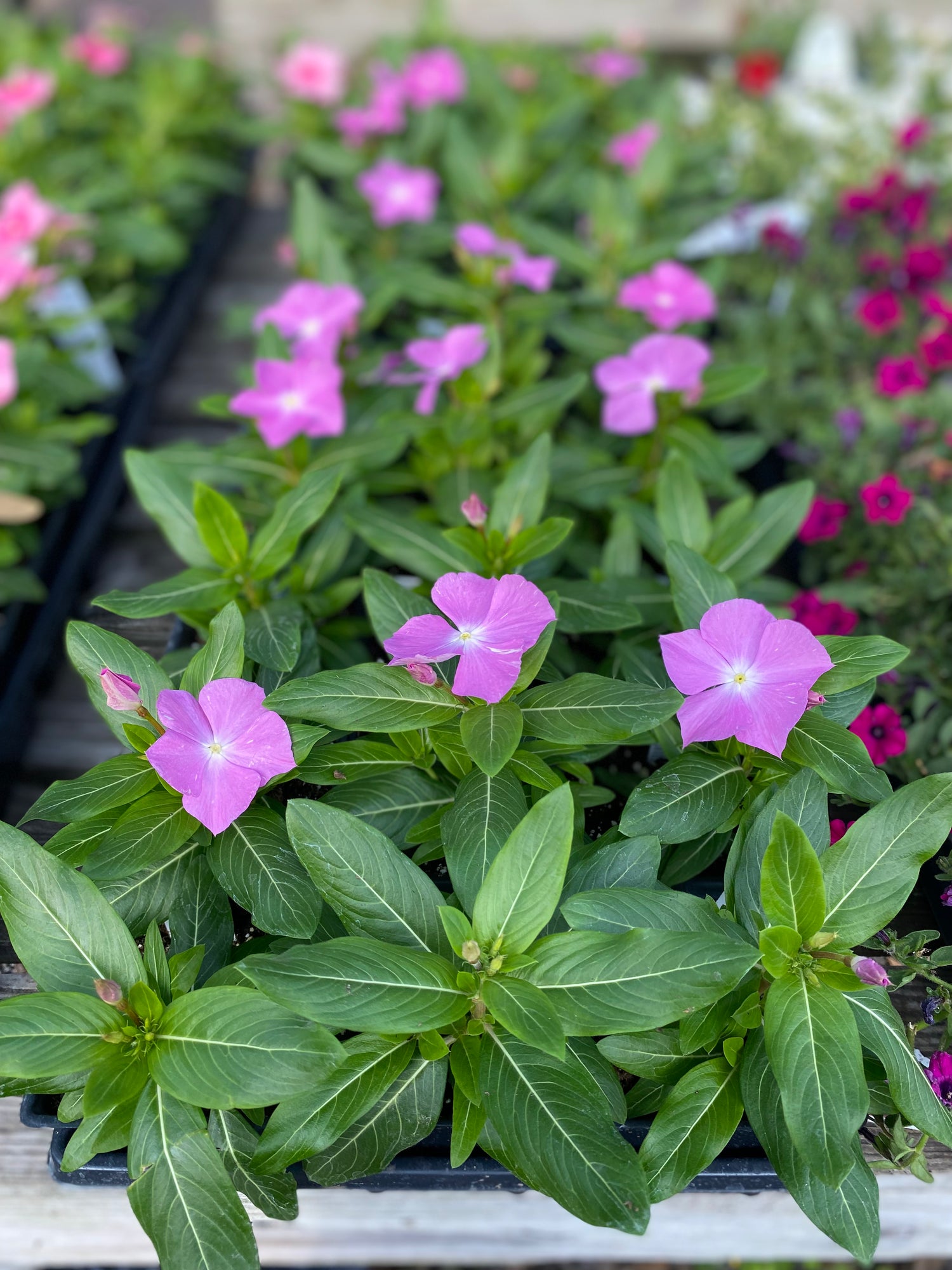 Vinca - Lavender w/Eye