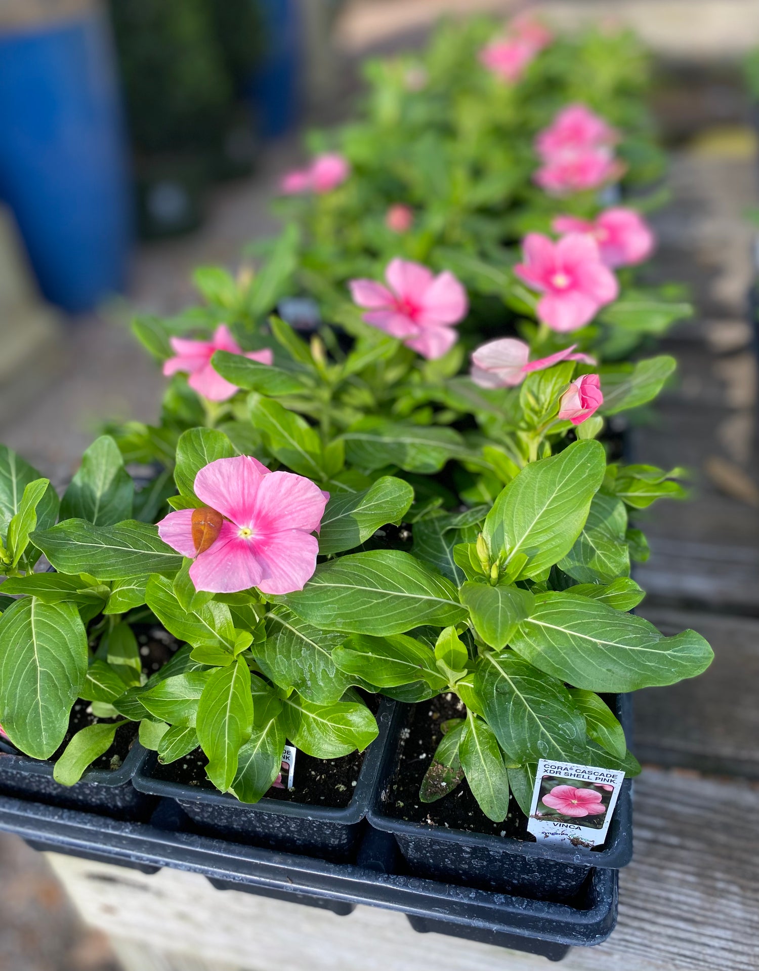 Vinca Cora Cascade XDR - Shell Pink