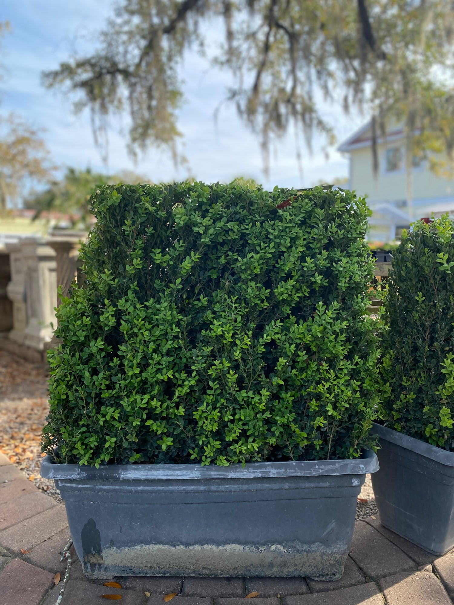 Green Mountain Boxwood