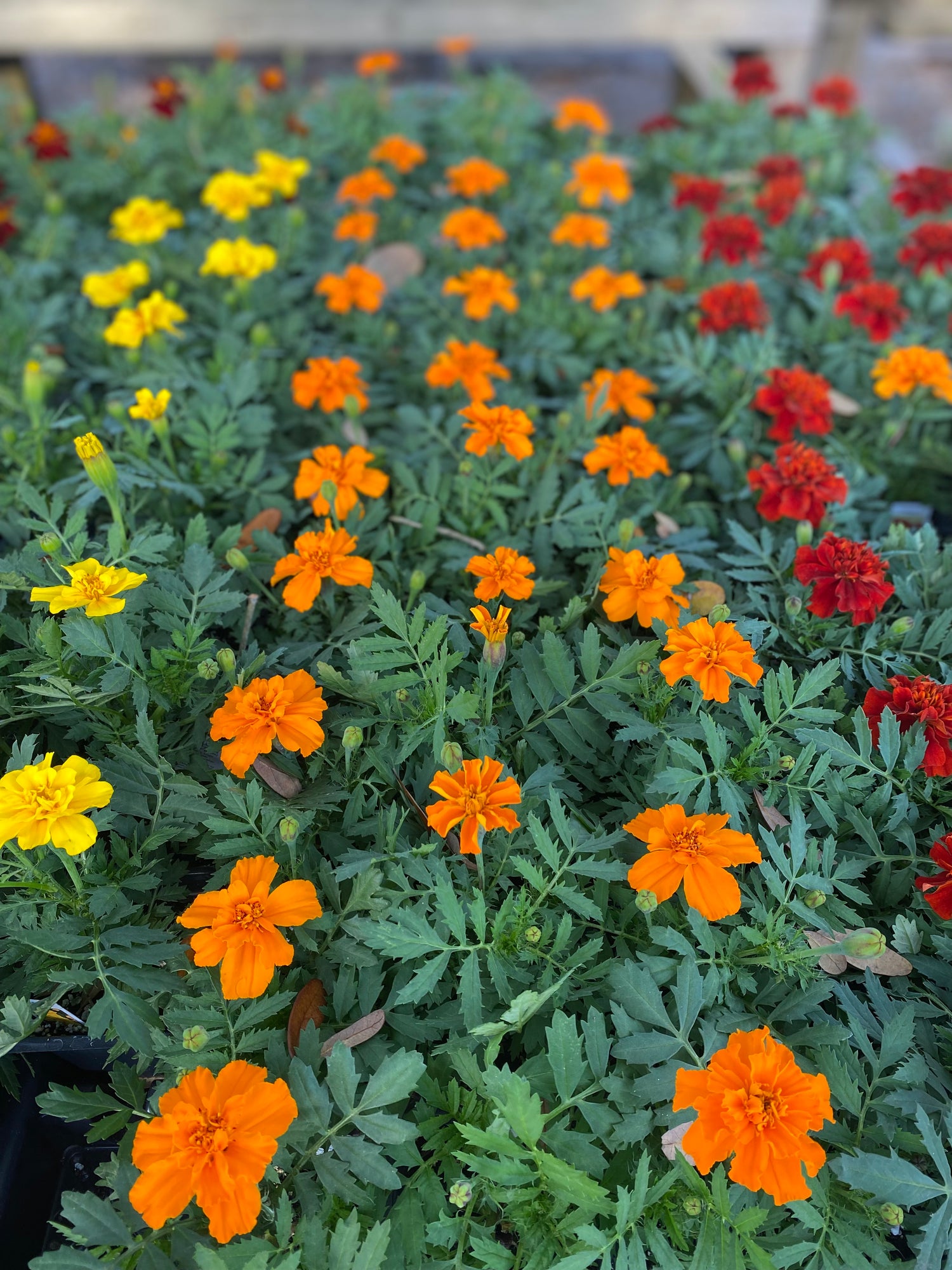 Marigold - Safari Varieties