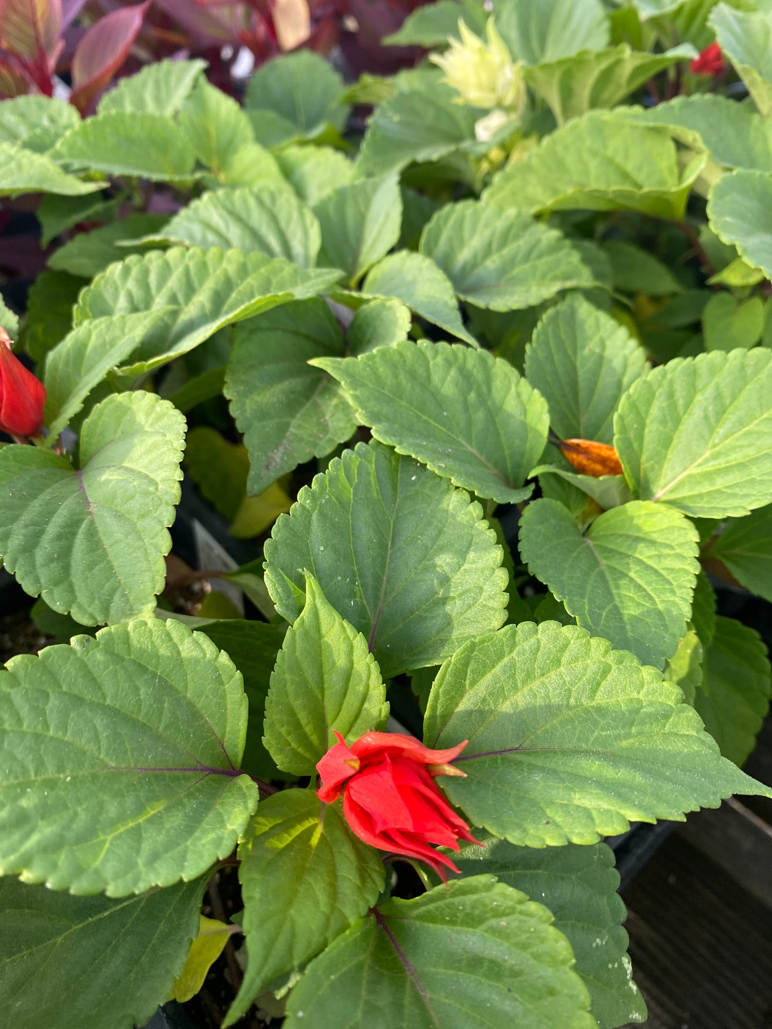 Scalet Sage