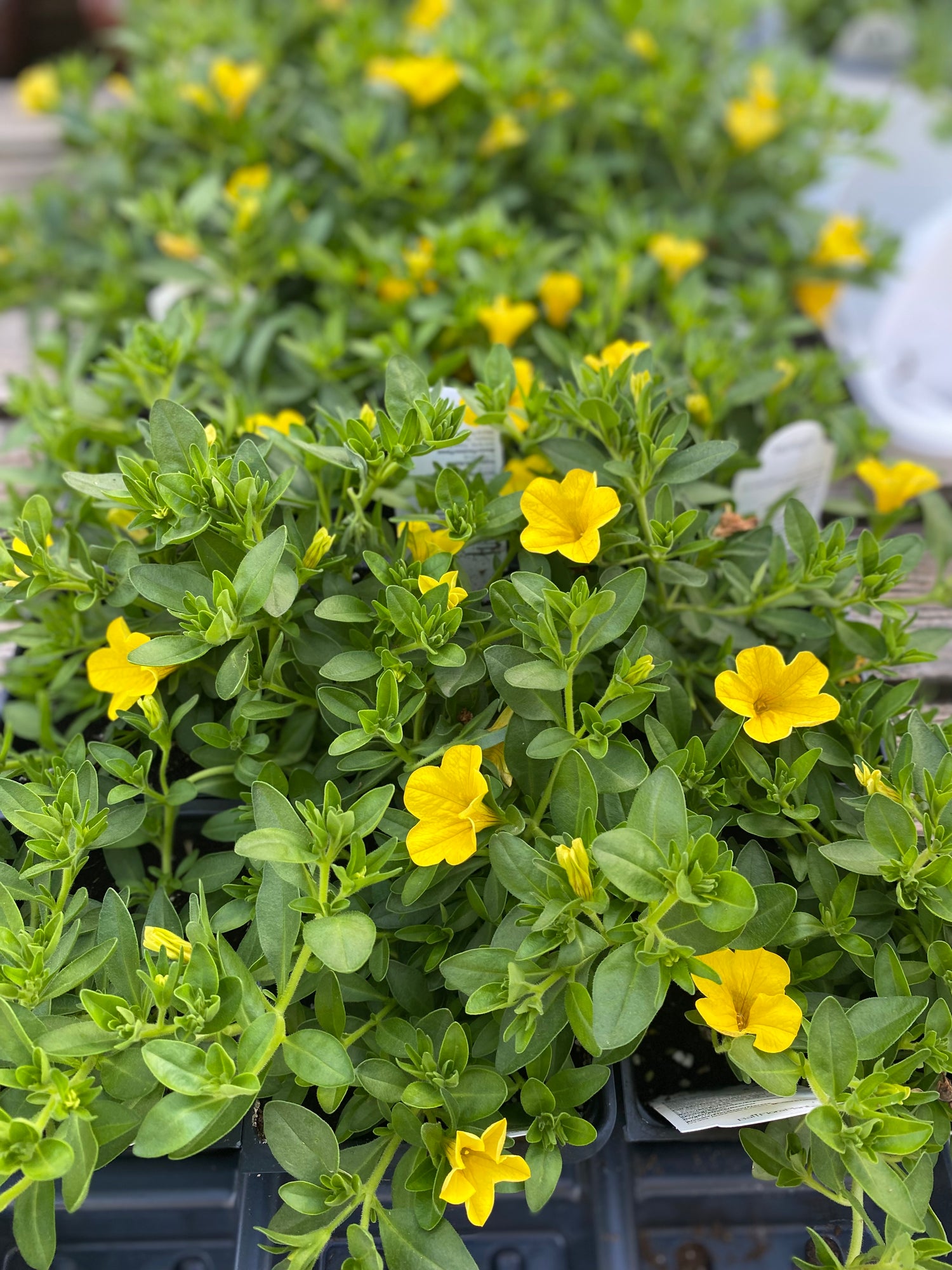 Calibrachoa - Yellow