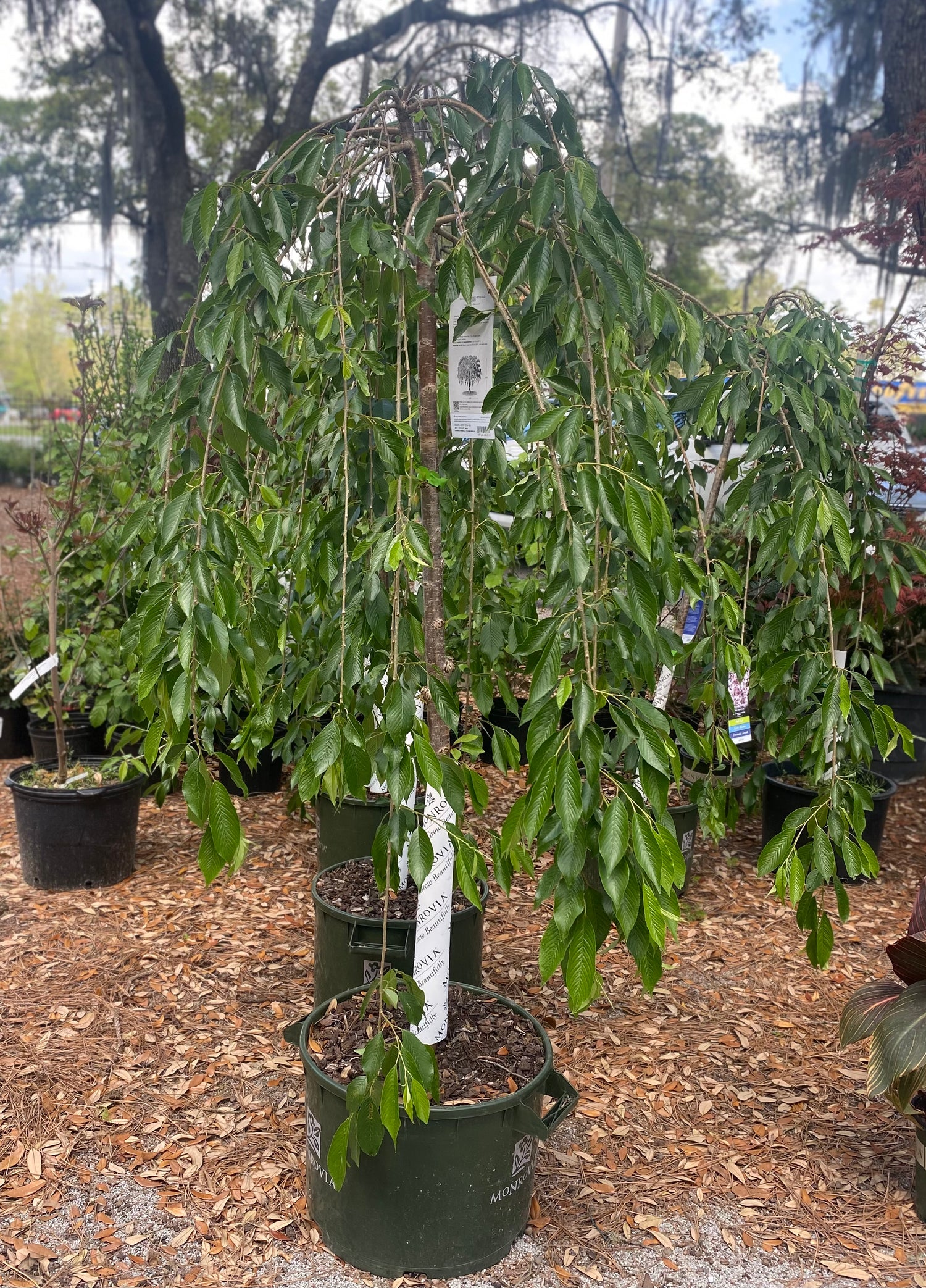 Double Weeping Rosebud Cherry
