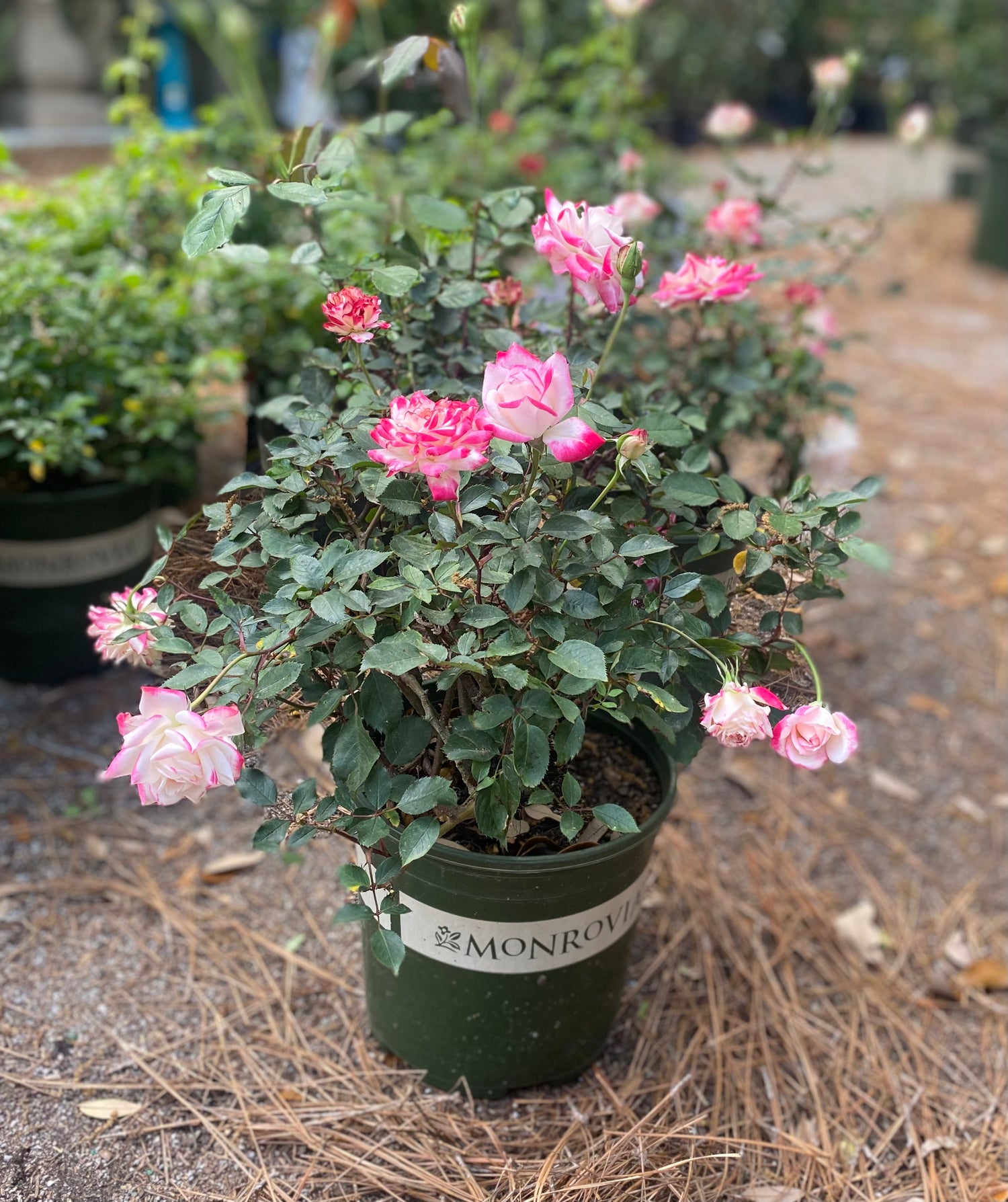 Grace N' Grit Pink Bicolor Shrub Rose
