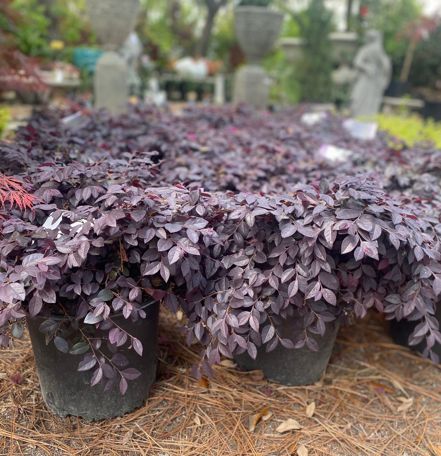 Cerise Charm Loropetalum