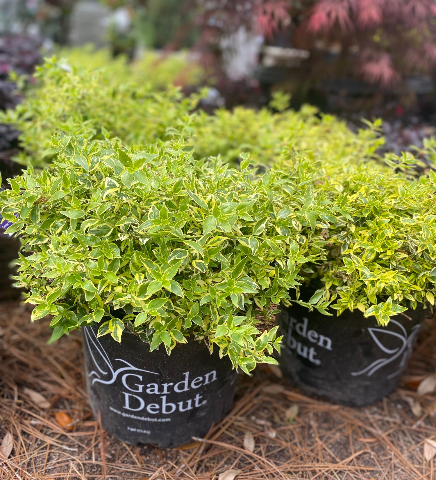 Radiance Abelia