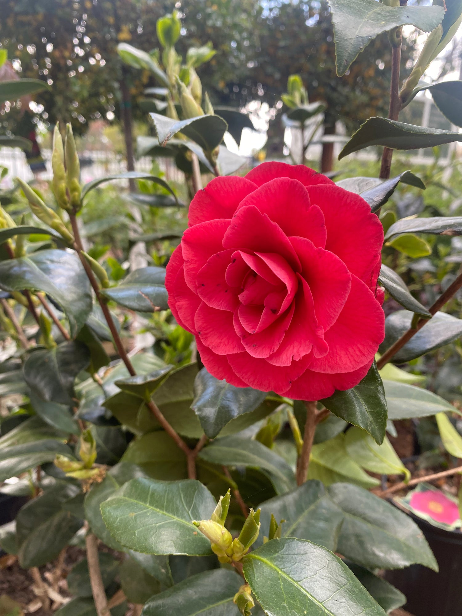 Camellia Japonica  - Semi Double