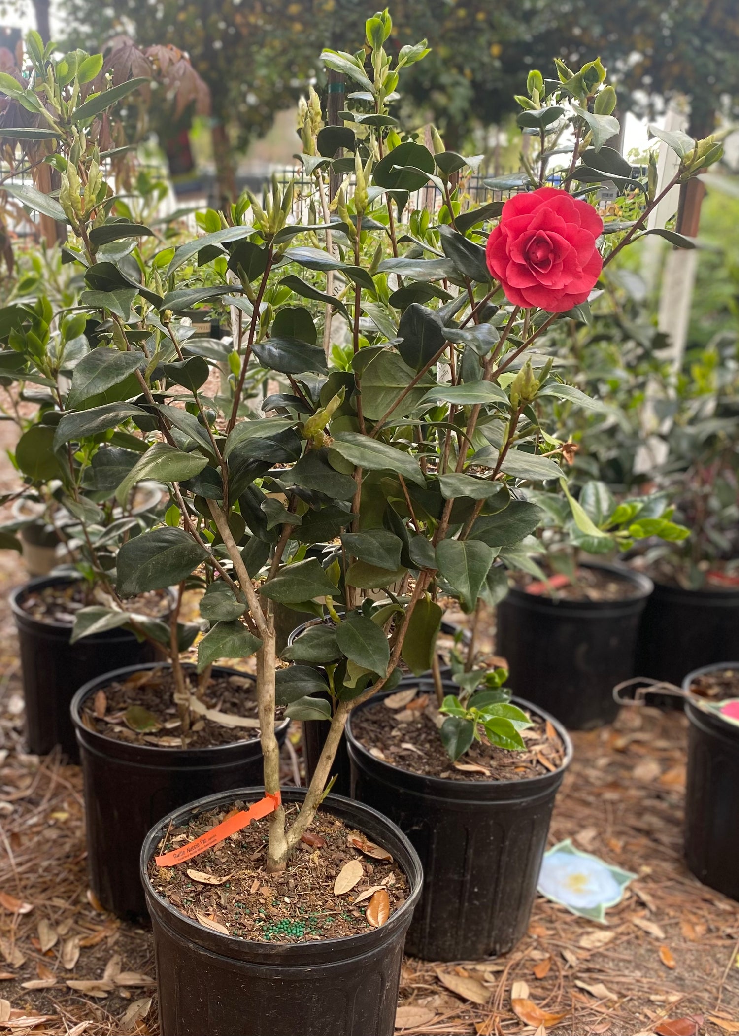 Camellia Japonica  - Semi Double