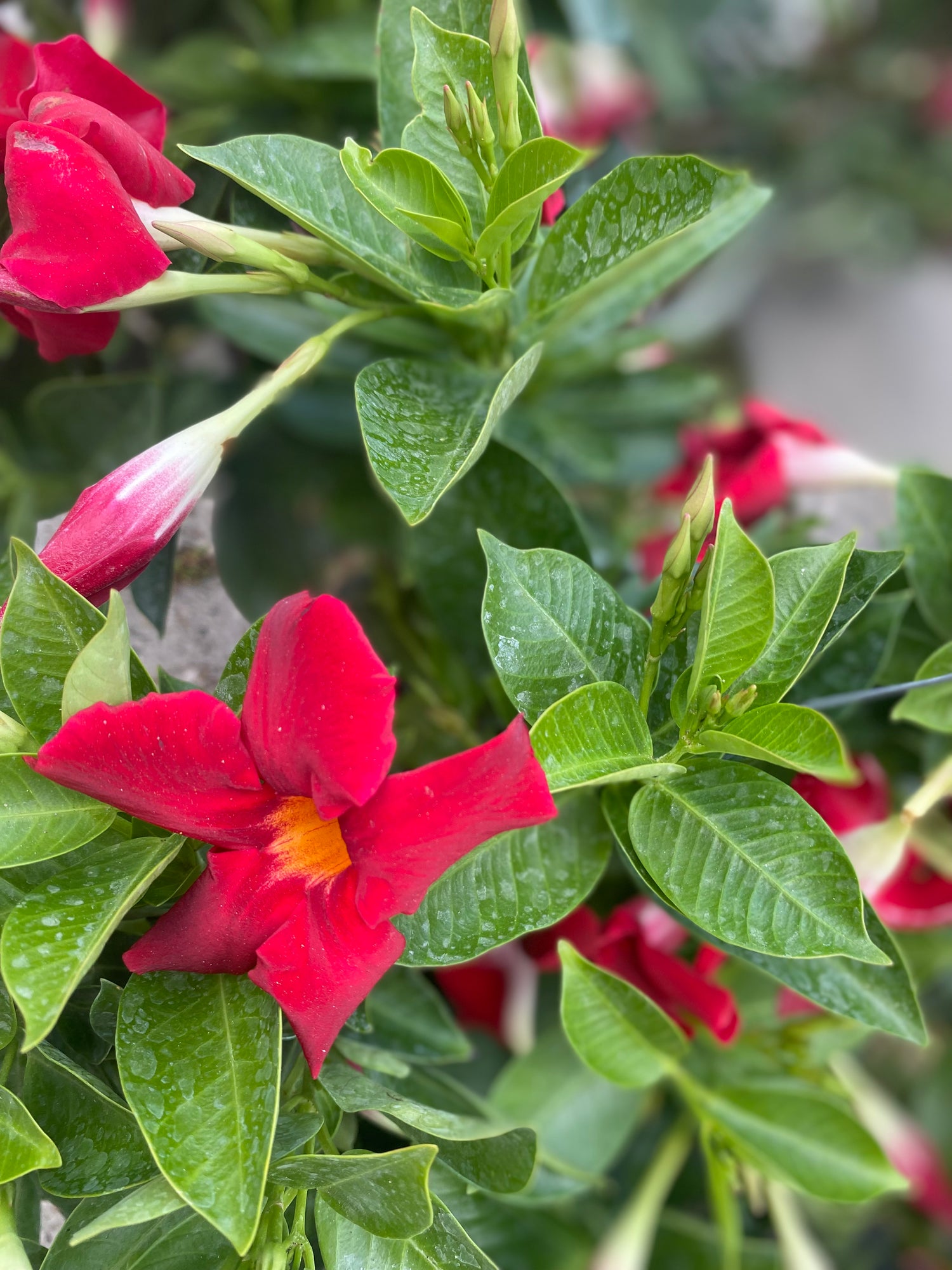 Red Dipladenia