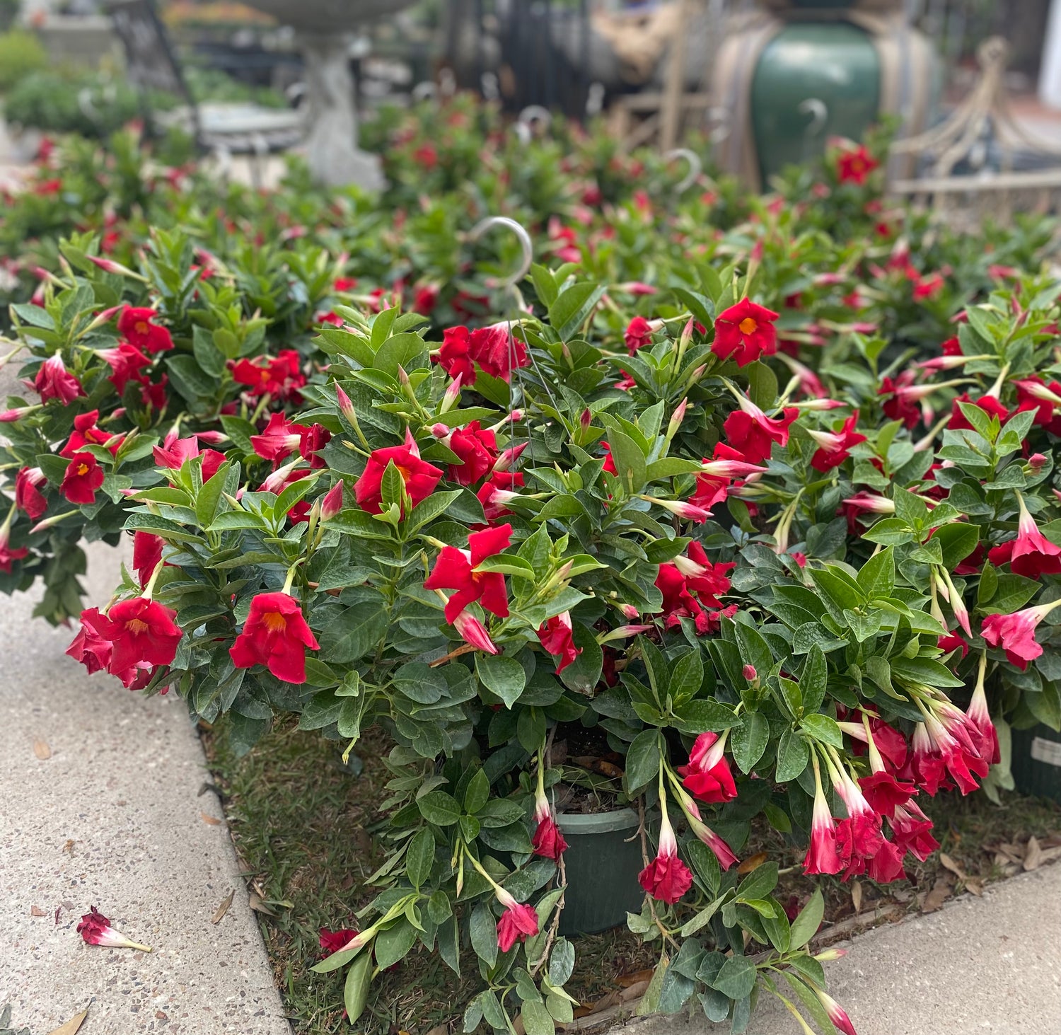 Red Dipladenia