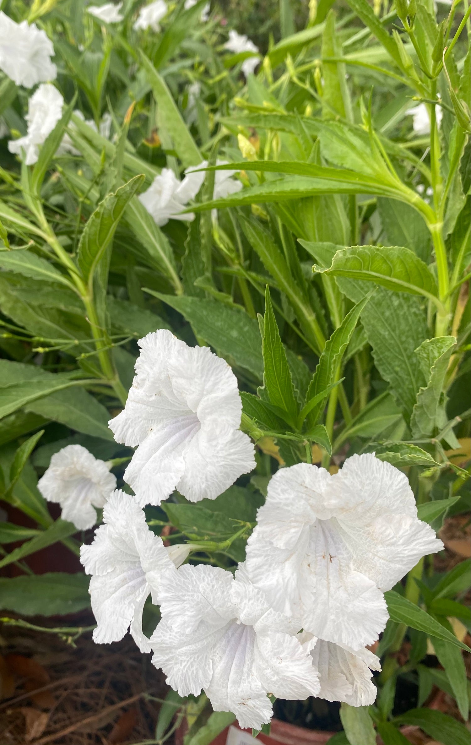 Ruellia White Bush