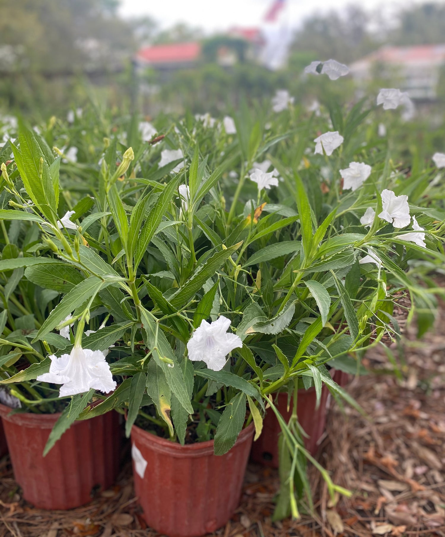 Ruellia White Bush