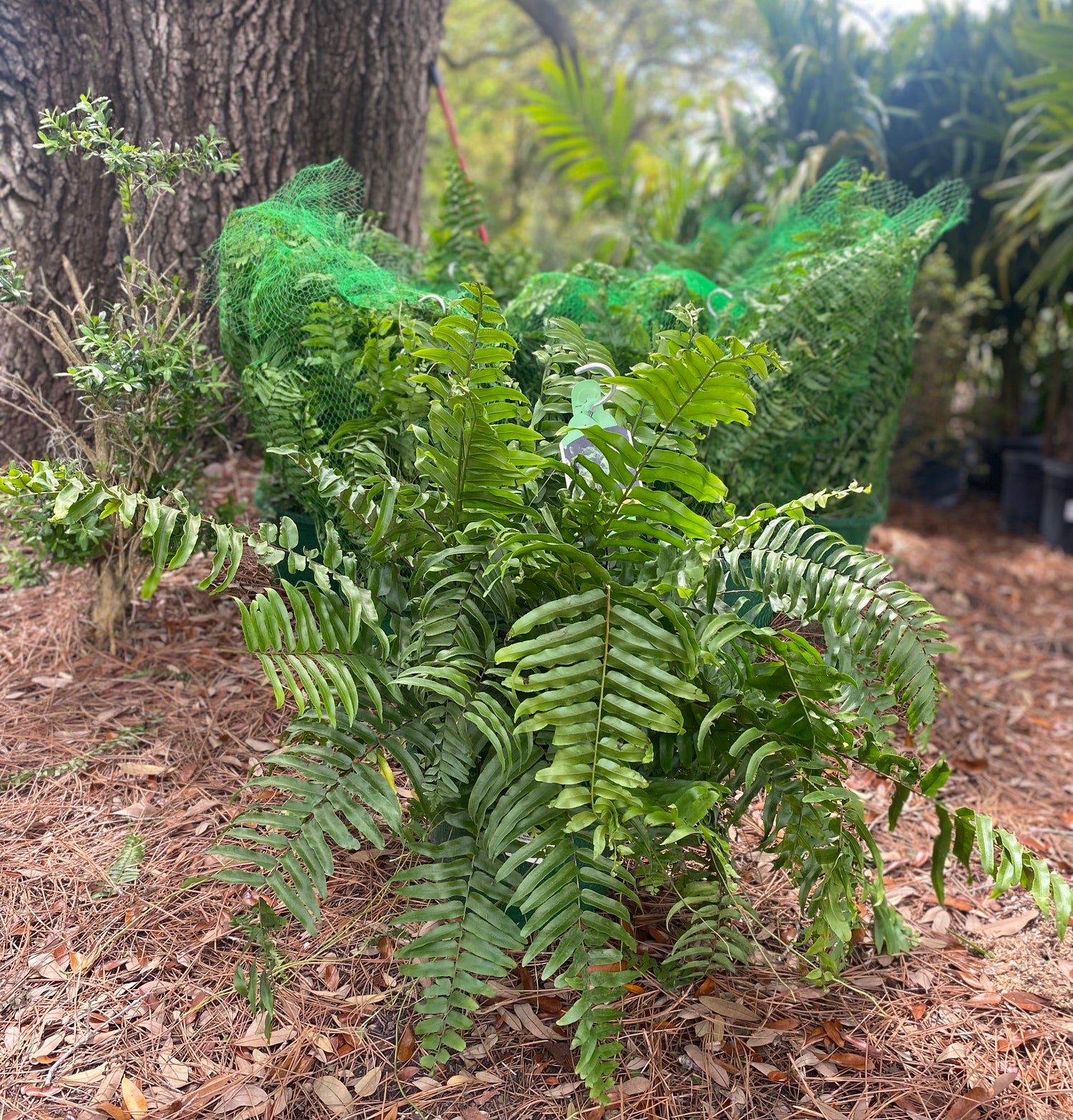 Macho Fern - 12" Hanging Basket