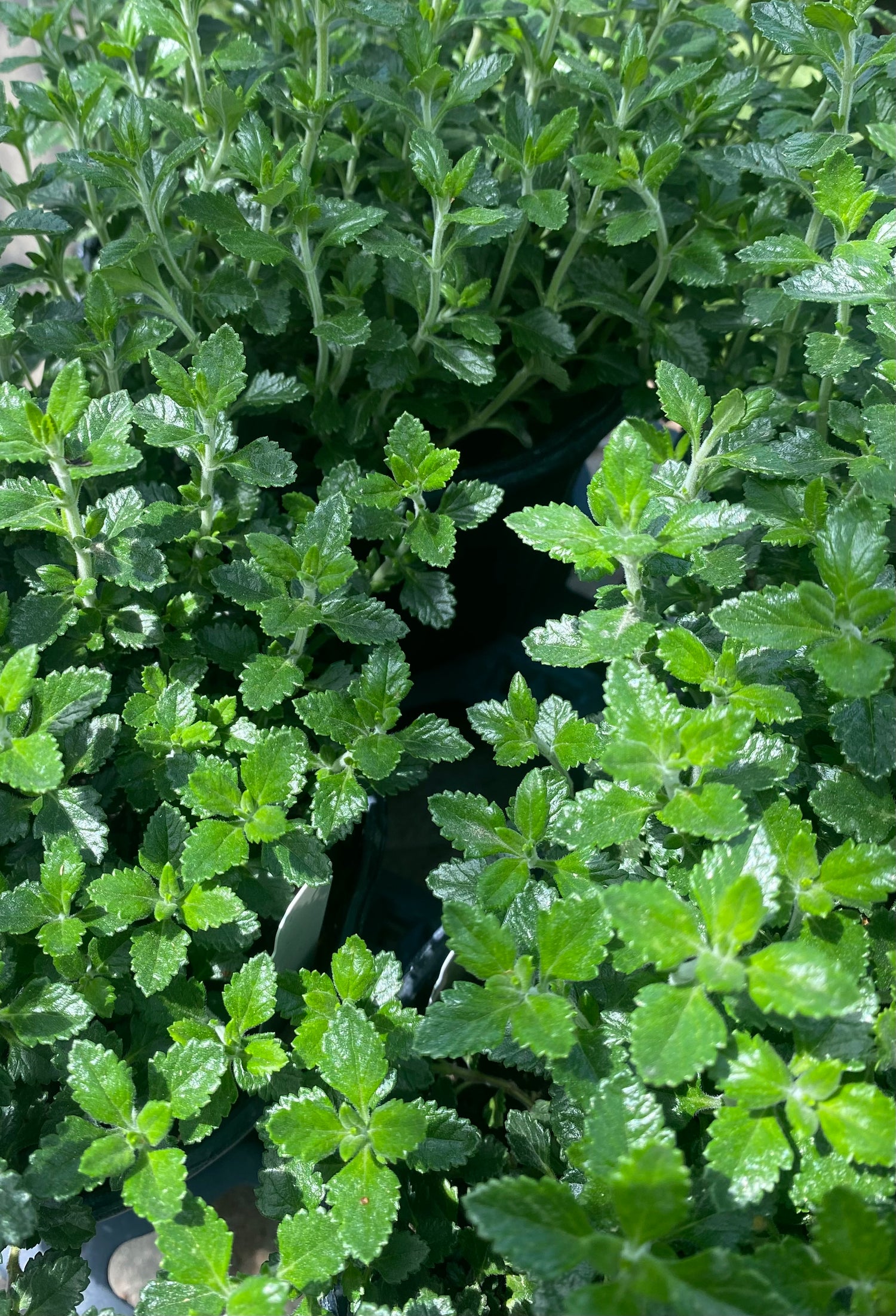 Germander
