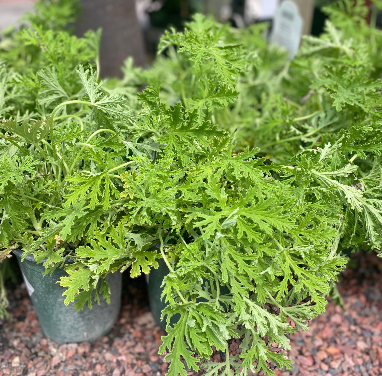 Mosquito Plant