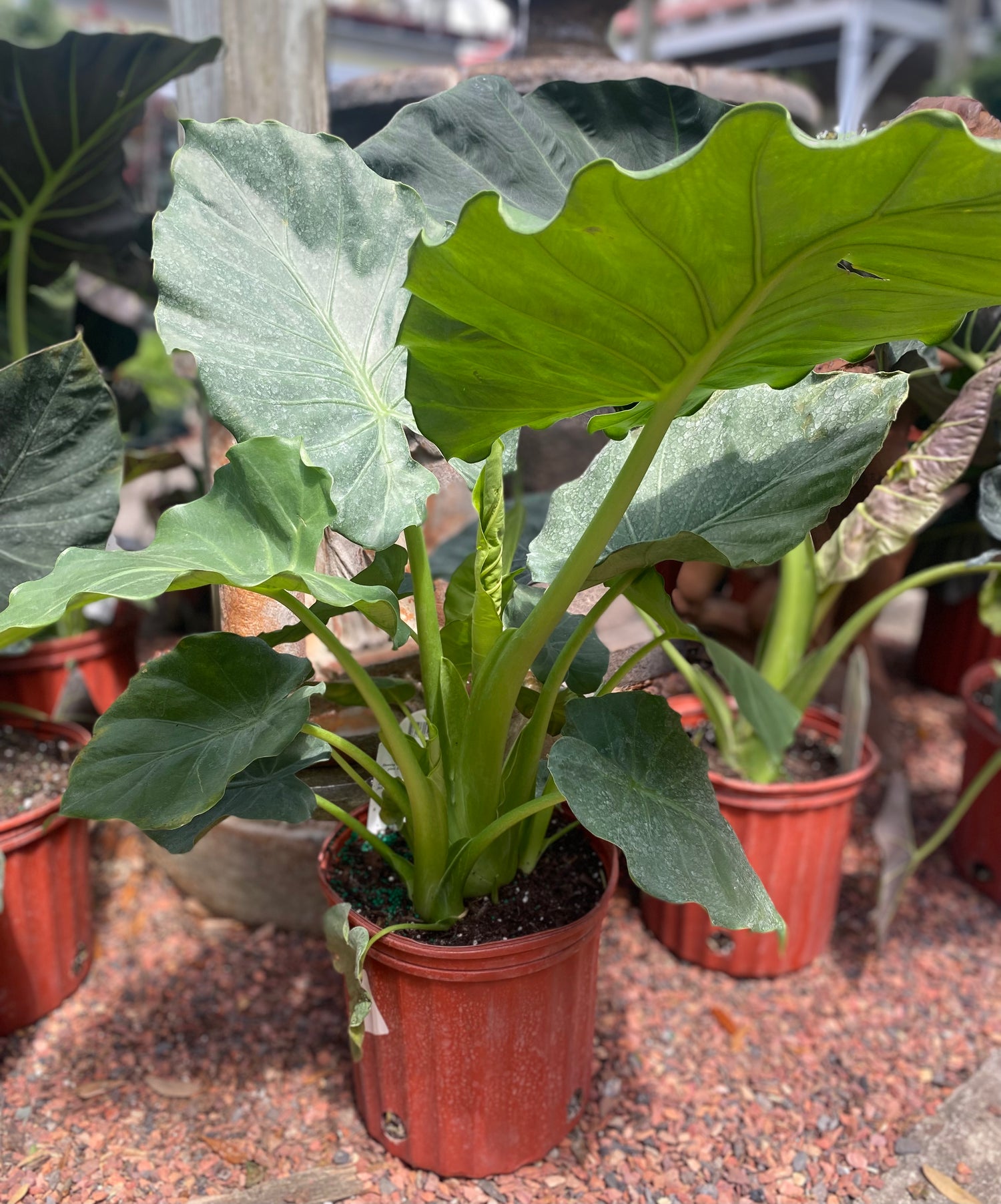 Alocasia