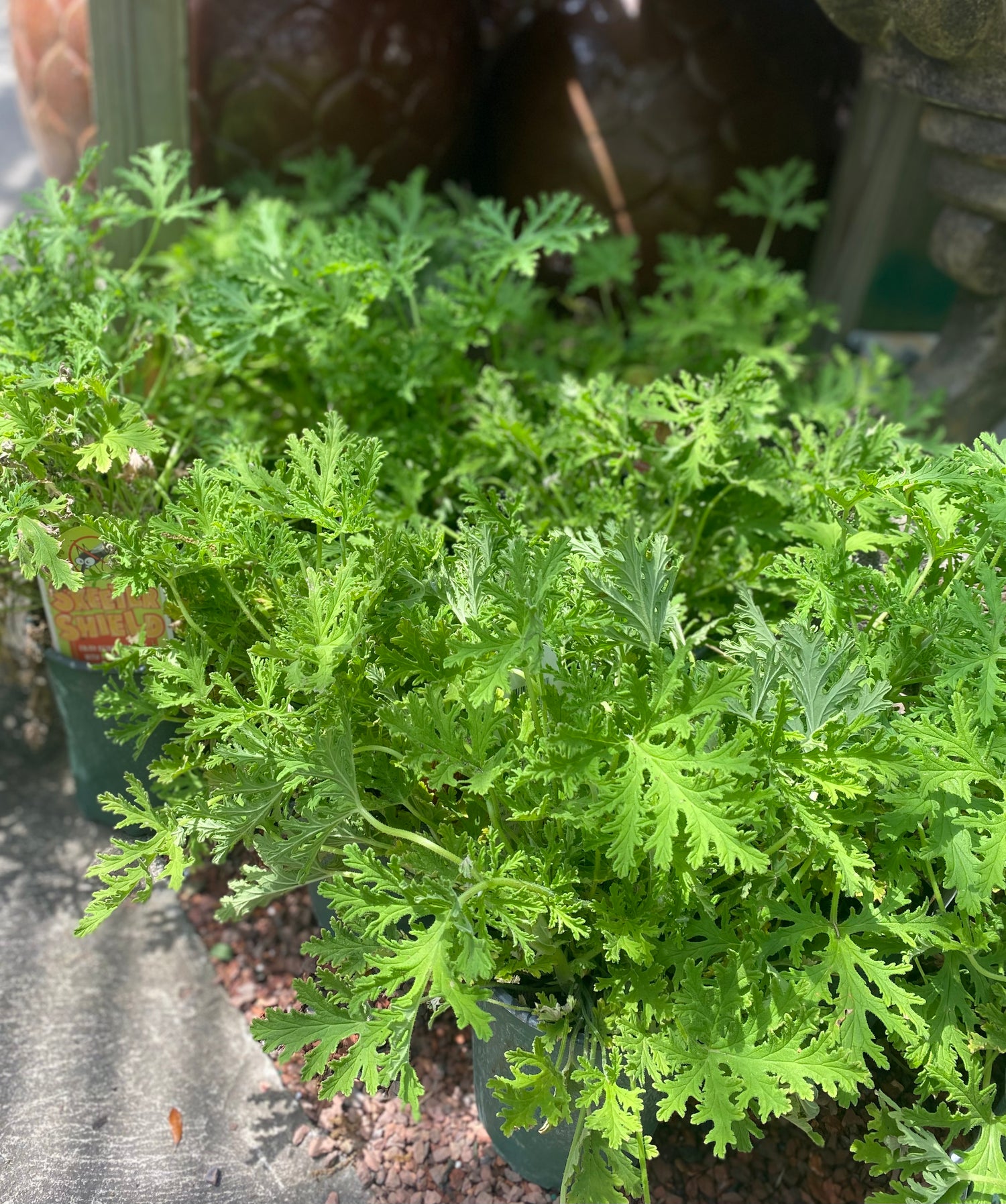Mosquito Plant