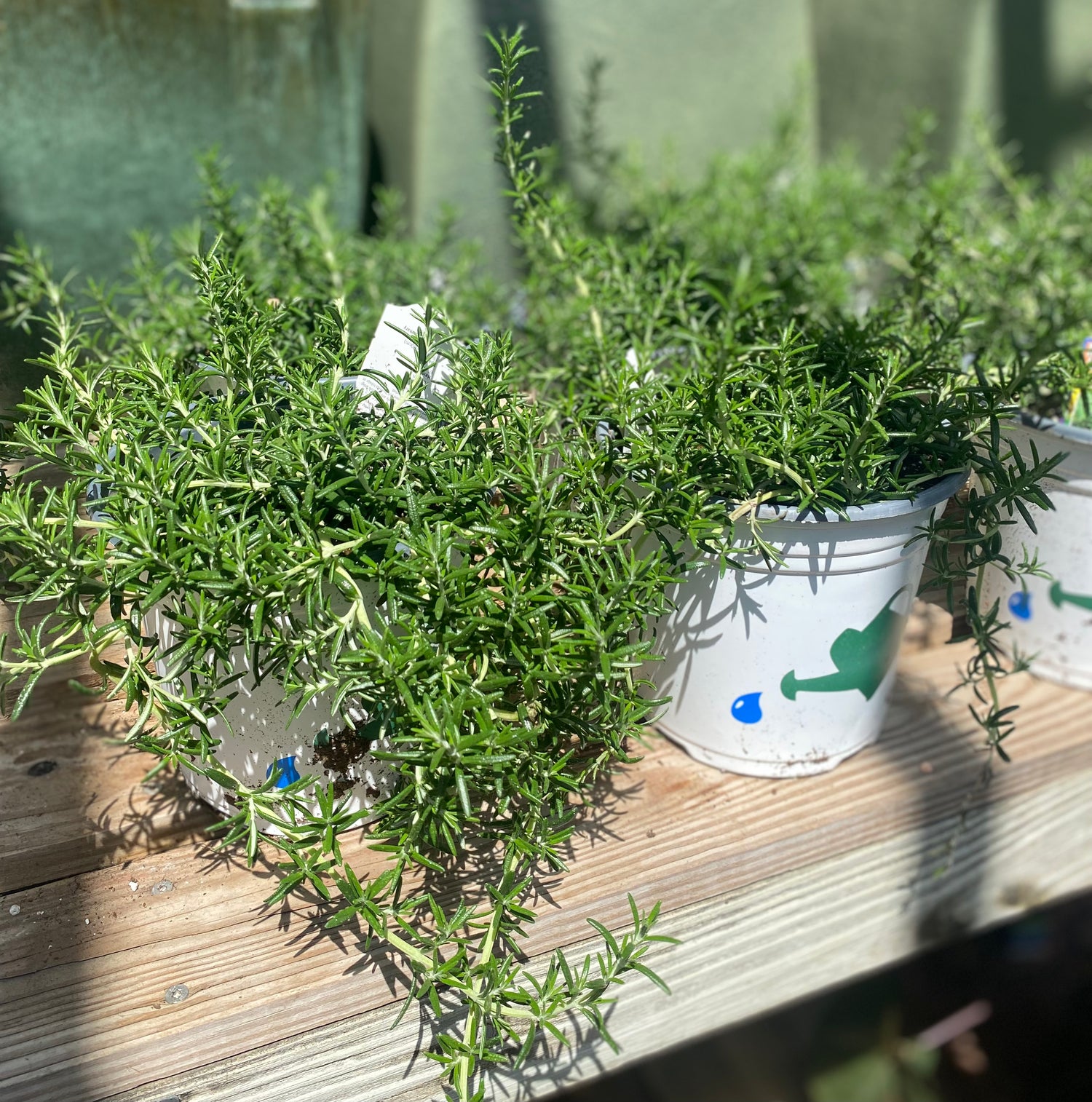 Trailing Rosemary