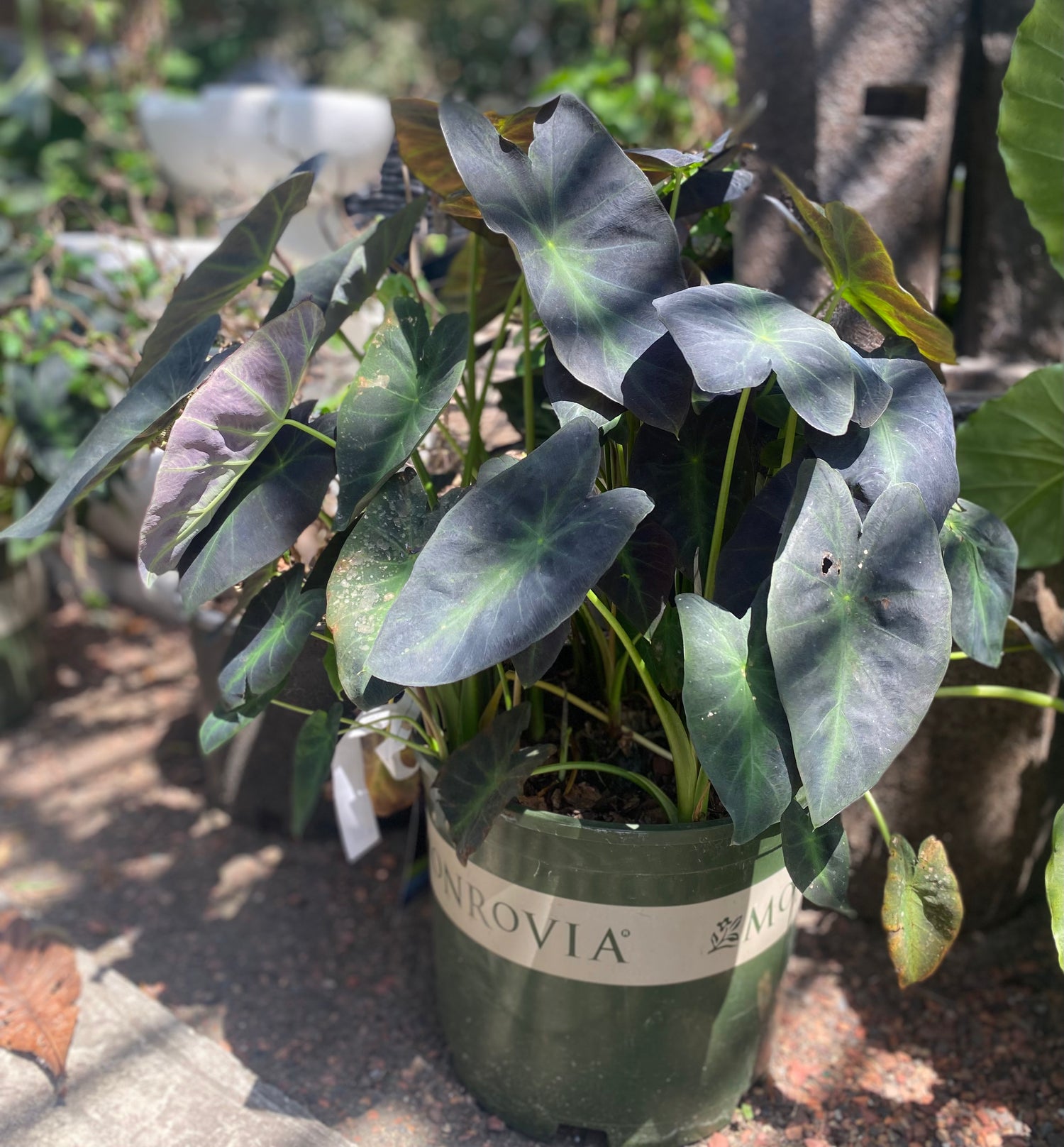 Imperial Taro