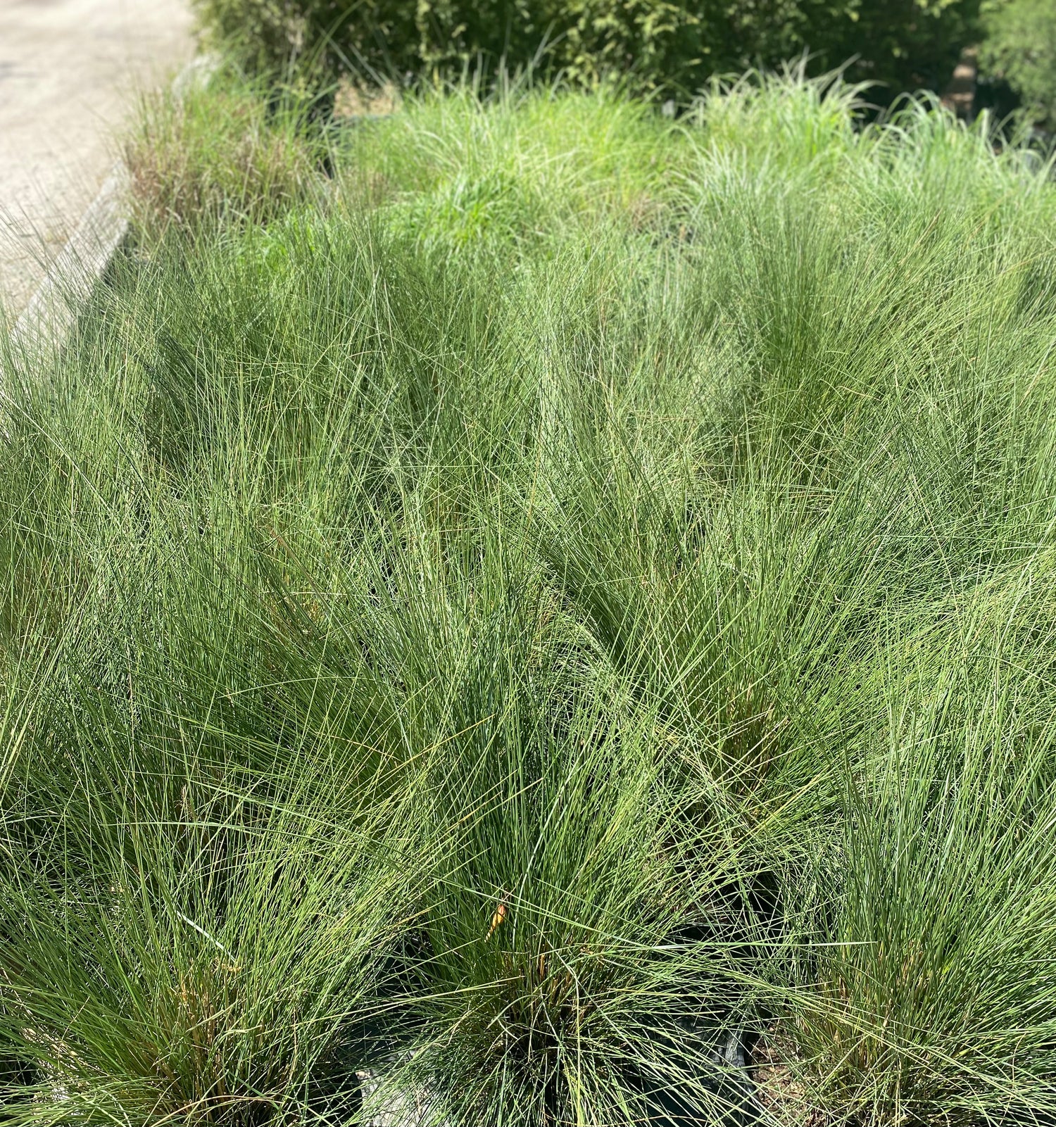 Muhly Grass